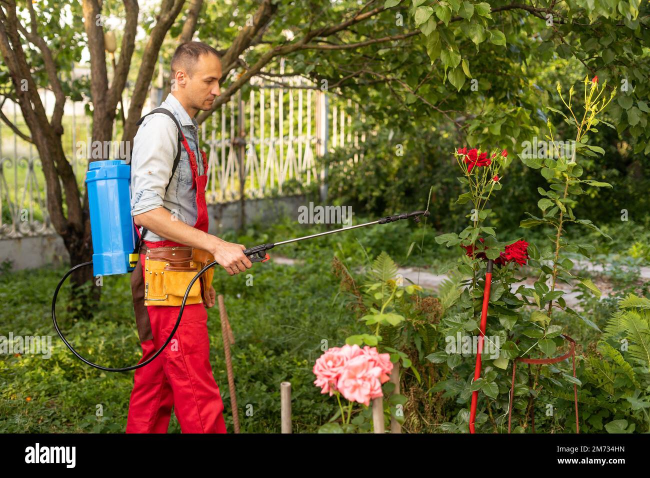 Treatment of affected rose plants with fungicides from a spray gun. Care of garden plants. Stock Photo