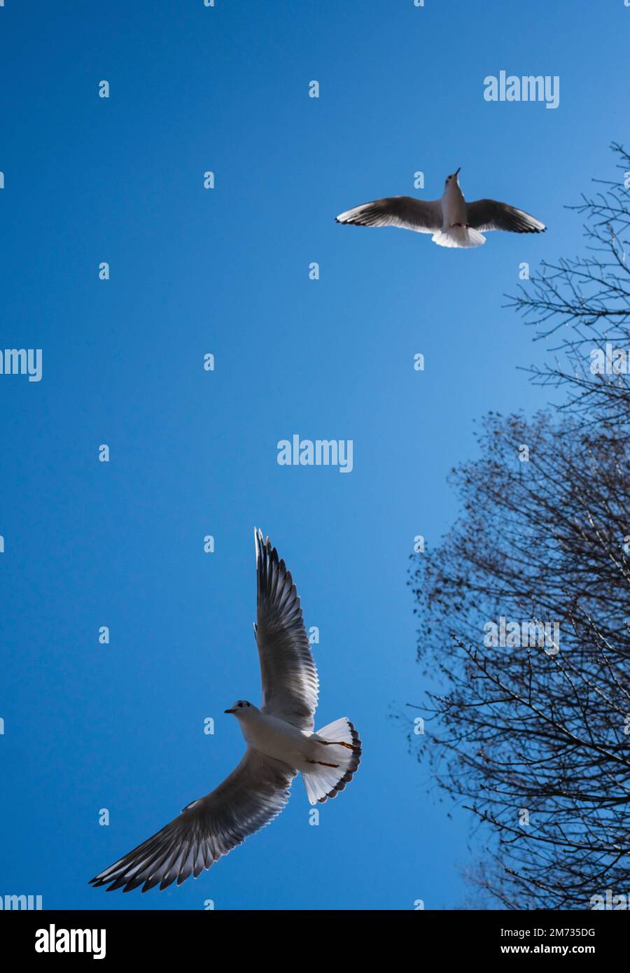 The flying pigeon Stock Photo Alamy