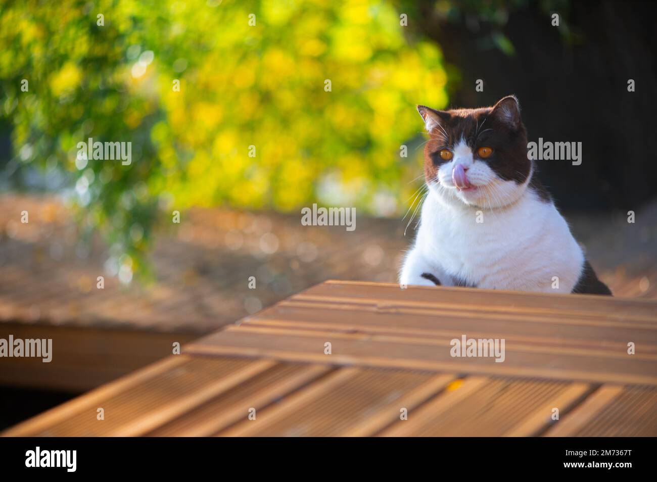 hungry british shorthair  cat with mouth open licking lips while on wooden home terrace Stock Photo