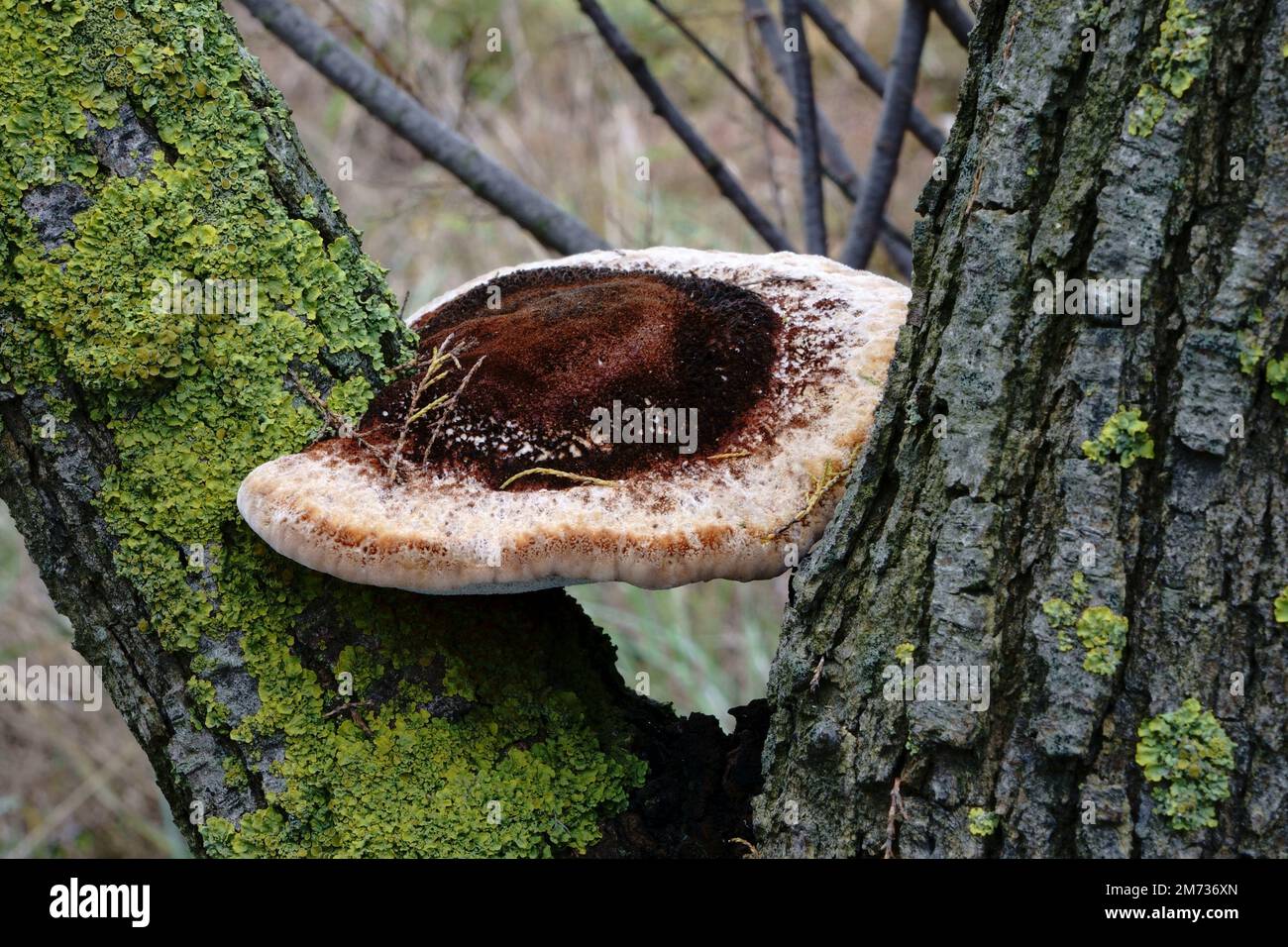 Woody fungi (mushrooms attached to the trunk) Stock Photo