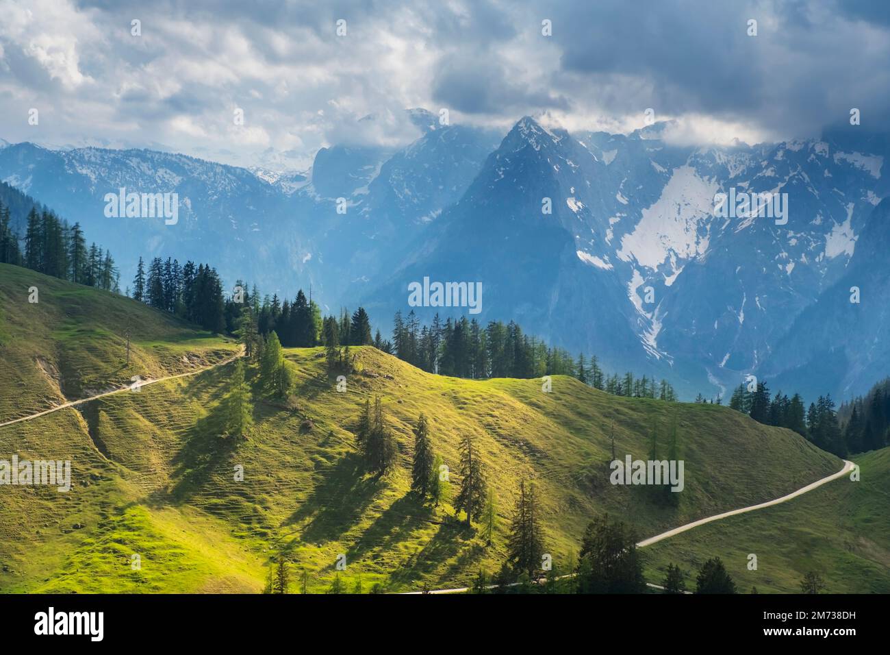 Idyllic landscape in the Alps with fresh green meadows, pine forest and ...