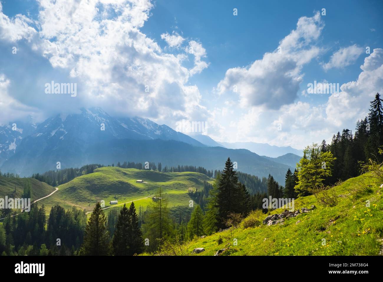 Idyllic landscape in the Alps with fresh green meadows, pine forest and ...