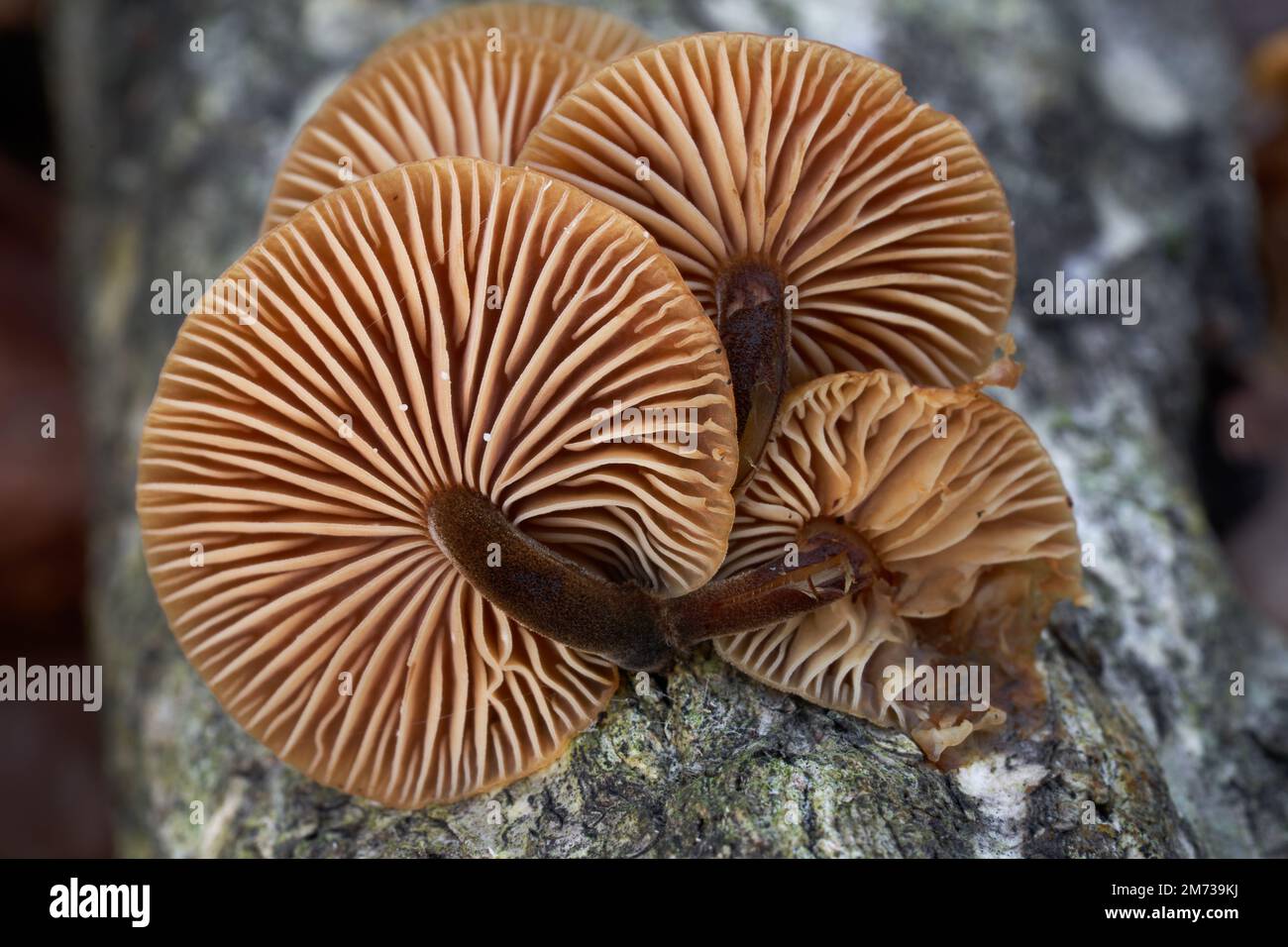 Edible mushroom Flammulina velutipes on the dead tree. Known as Enoki Mushroom, Velvet Foot or