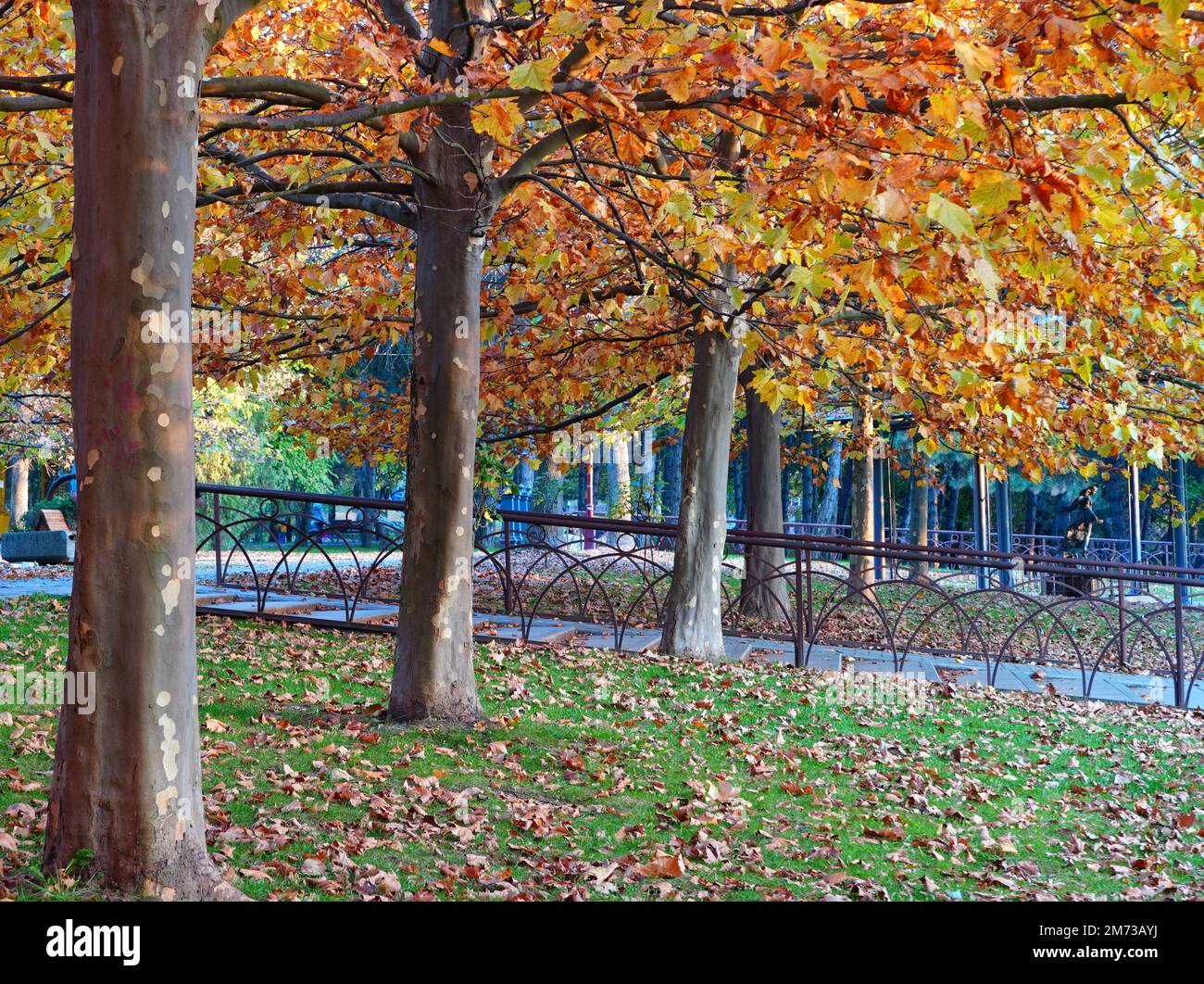 Autumn natural landscape in Titan park in Bucharest, with row of platanus trees with yellow leaves, sere fallen leaves and stairs with handrail Stock Photo