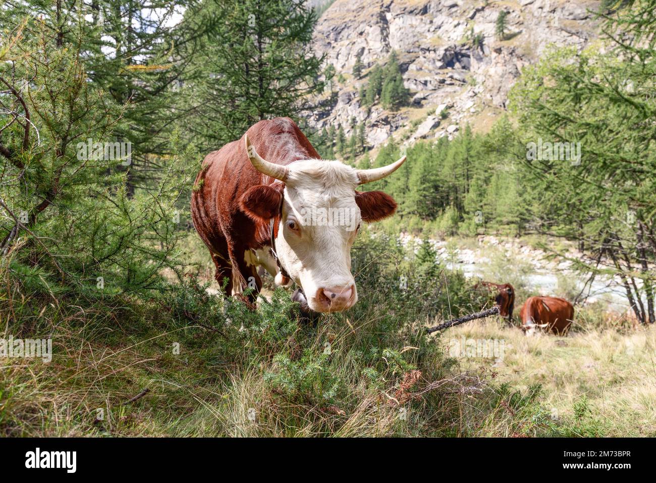 Adorable chocolate-colored cow looks directly into photo camera lens with eyes under white eyelashes on alpine slope meadow with other cows Stock Photo