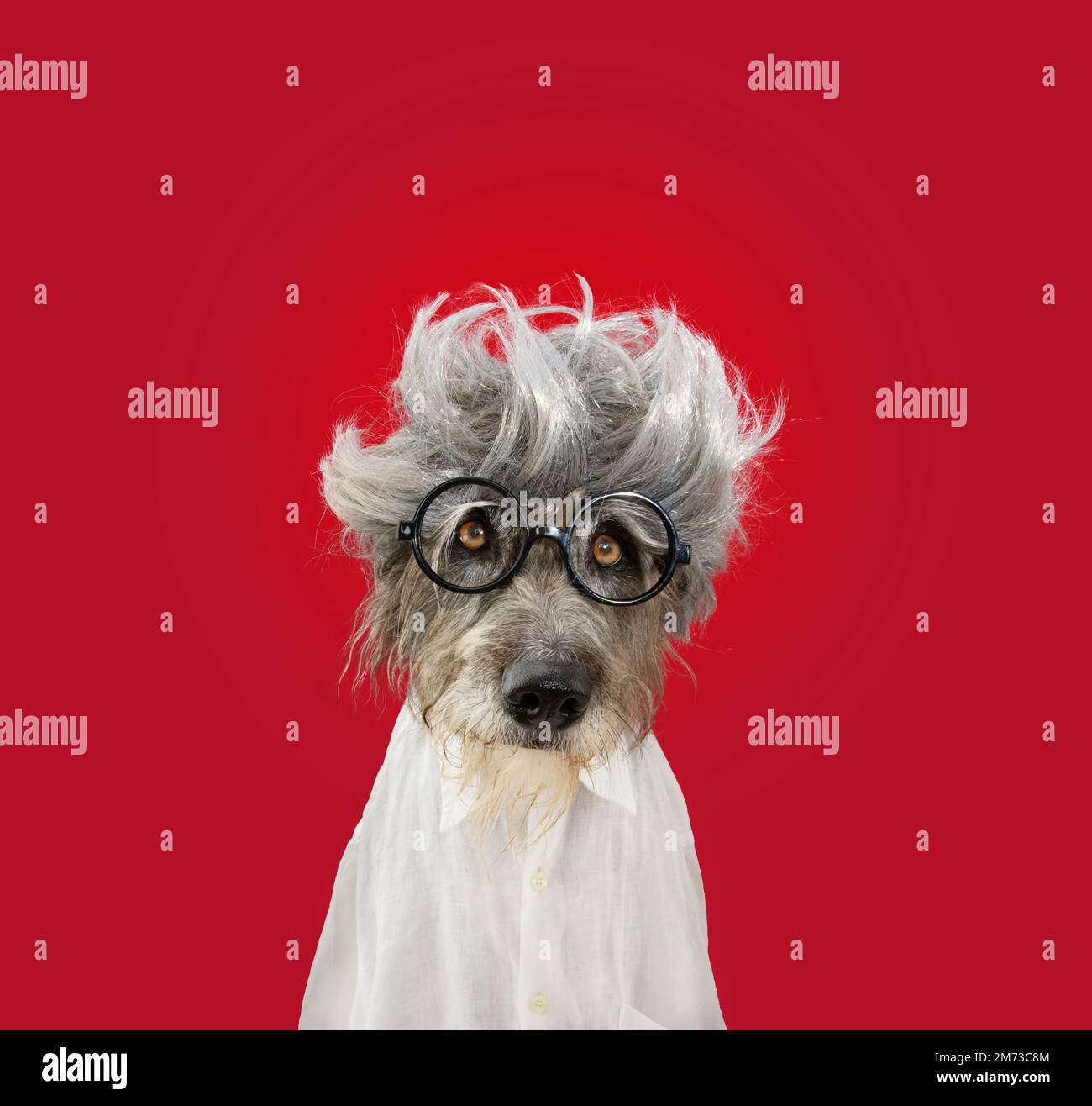 Portrait funny dog dressed as Albert Einstein celebrating carnival, halloween, new year with a wig costume and glasses. Isolated on red magenta backgr Stock Photo