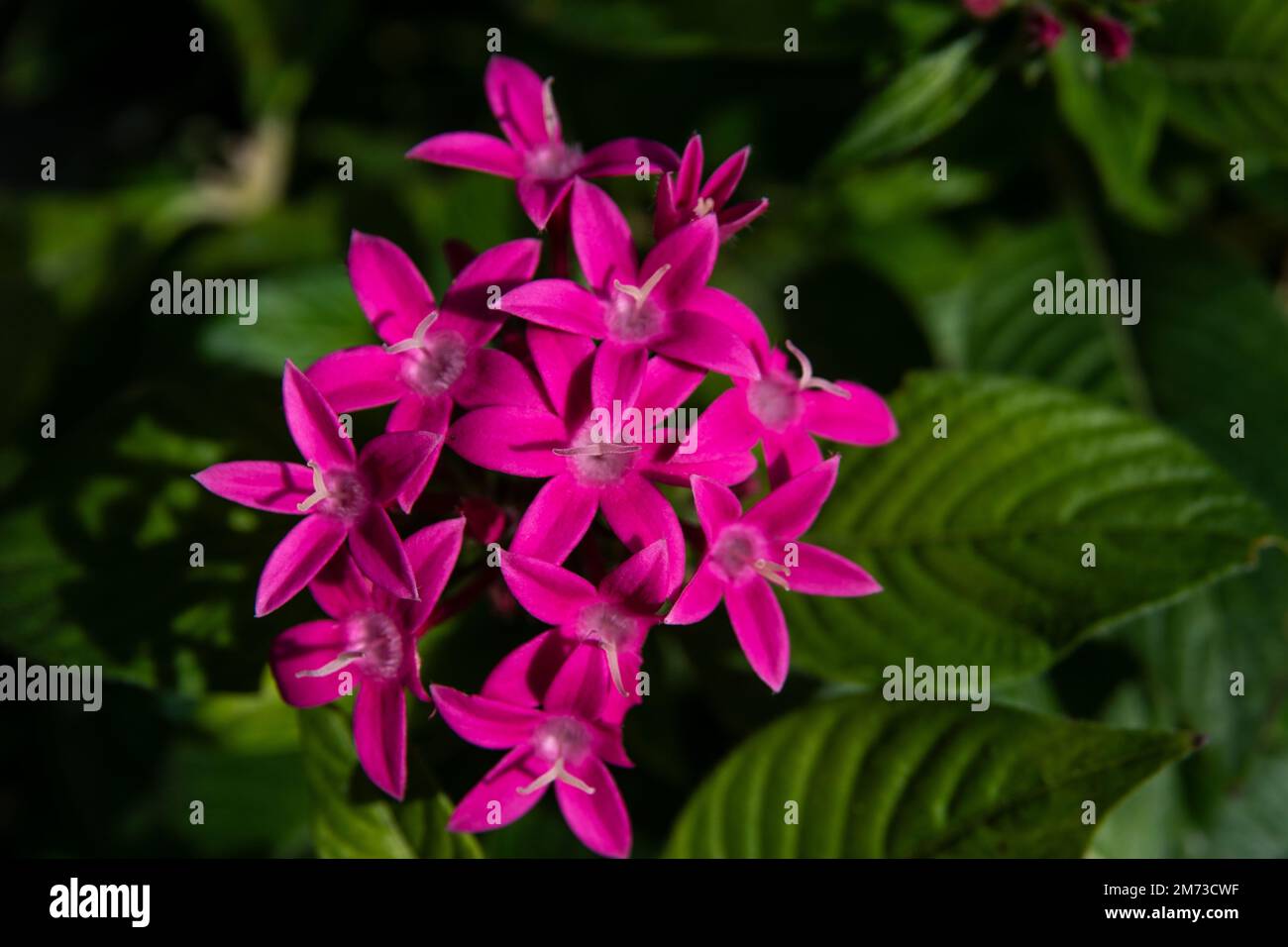 A closeup shot of pink Pentas lanceolata flowers. Stock Photo