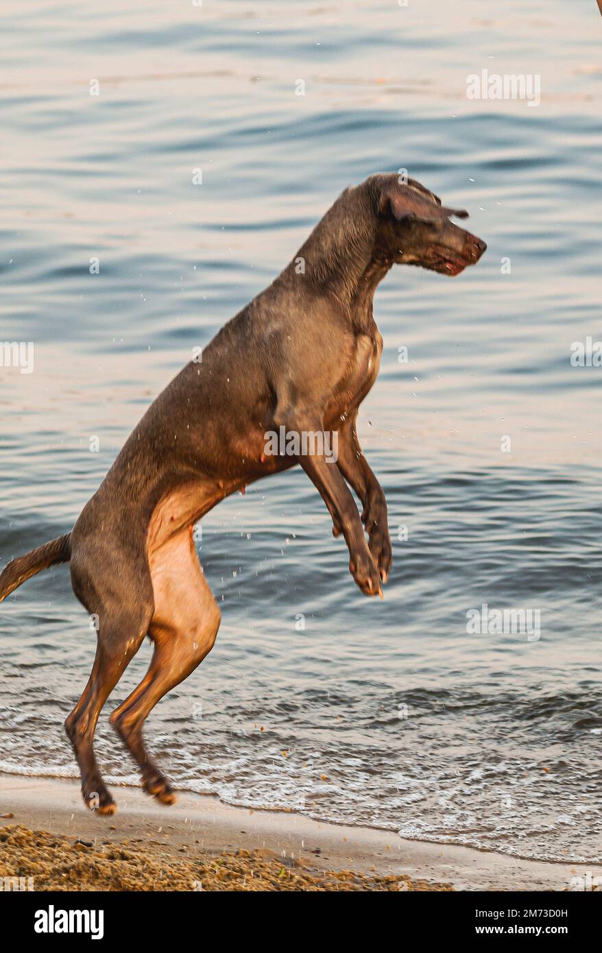 Short Haired Pointer dog jumping at beach Stock Photo - Alamy