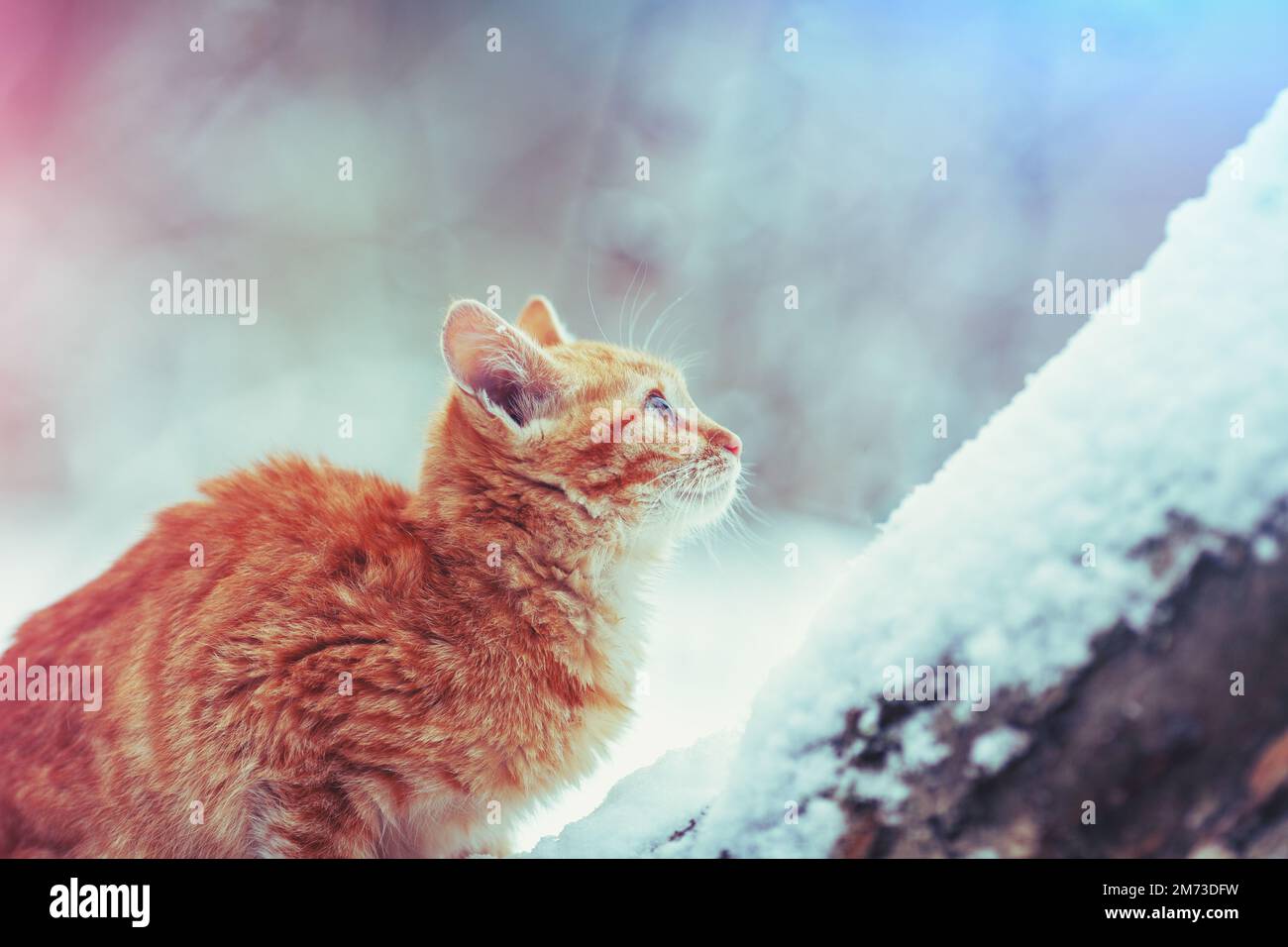 Cute young red cat sits on a snowy tree in winter Stock Photo
