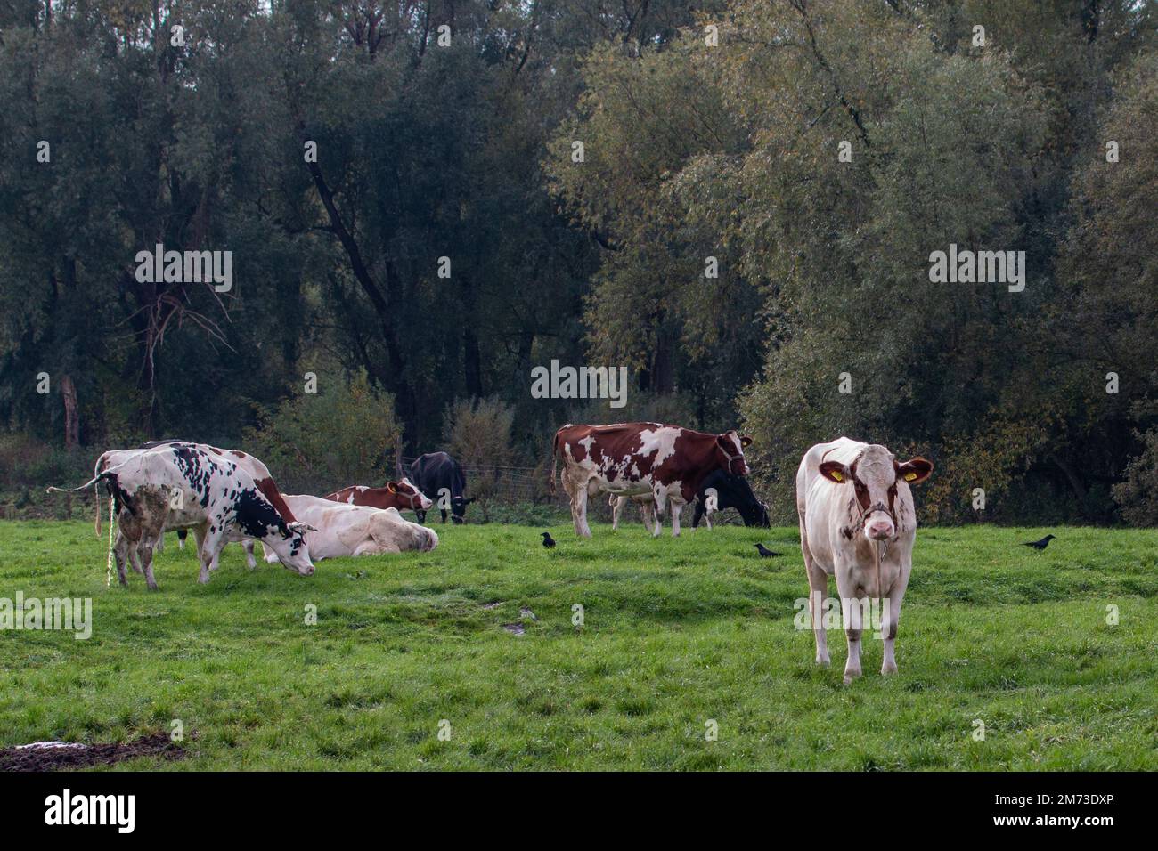 A group of cows in the field Stock Photo - Alamy