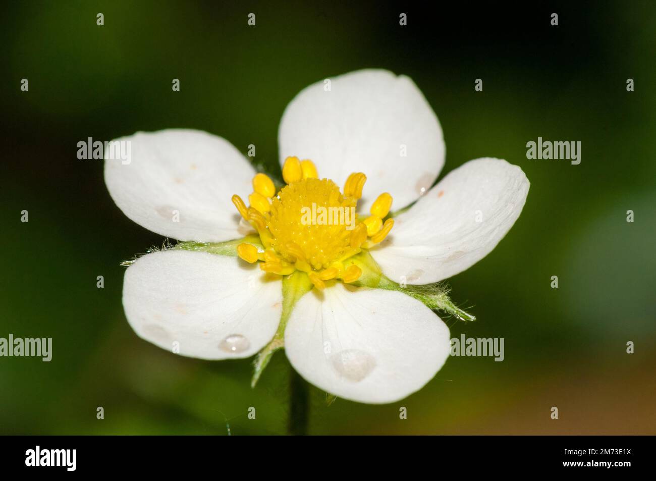 wild strawberry, Fragaria vesca, on a garden, not digitally altered Stock Photo