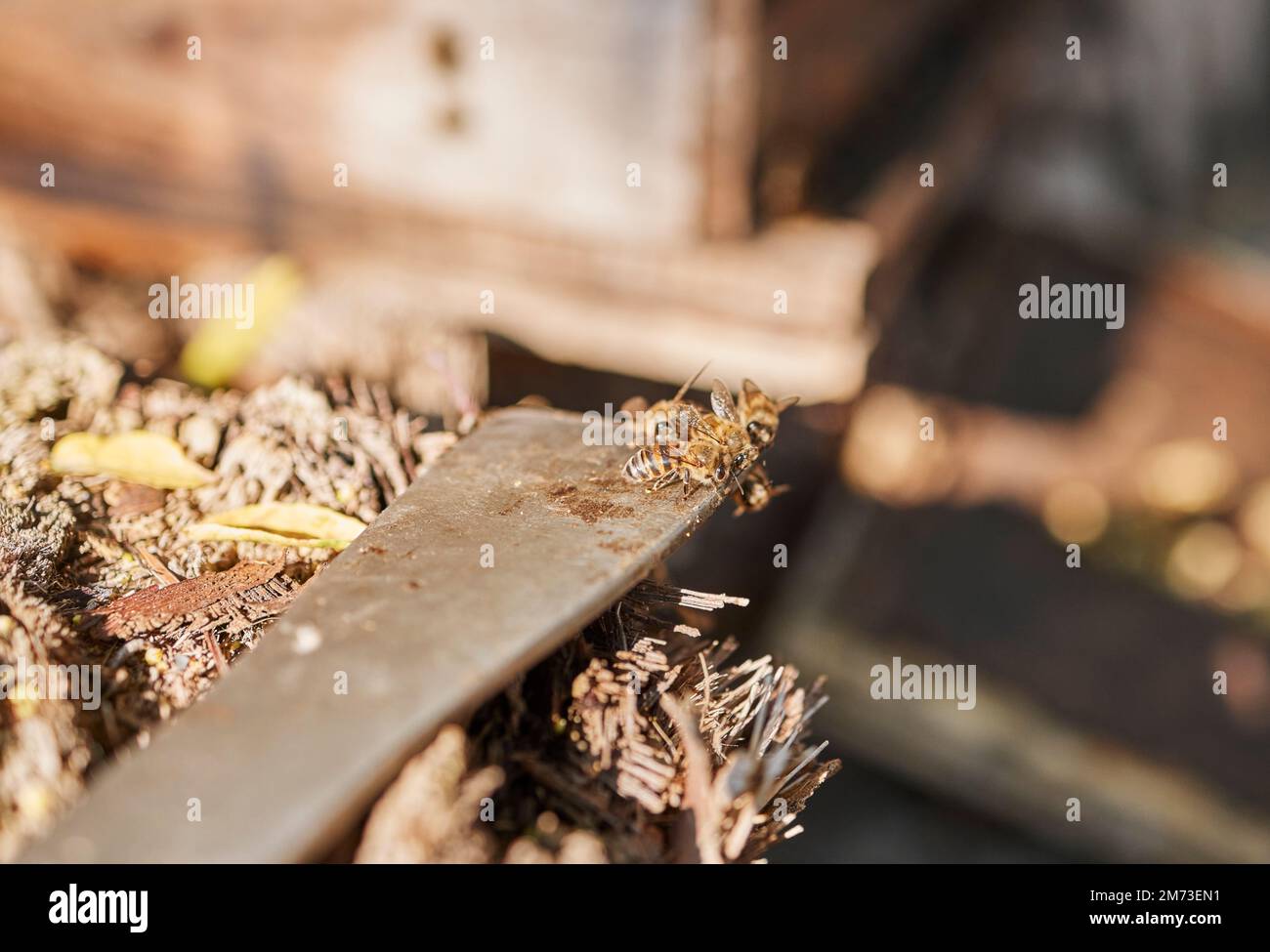 Focus on bees in hive, farming of honey production and organic environmental industry of sustainable beekeeping with tools. Agriculture industry Stock Photo
