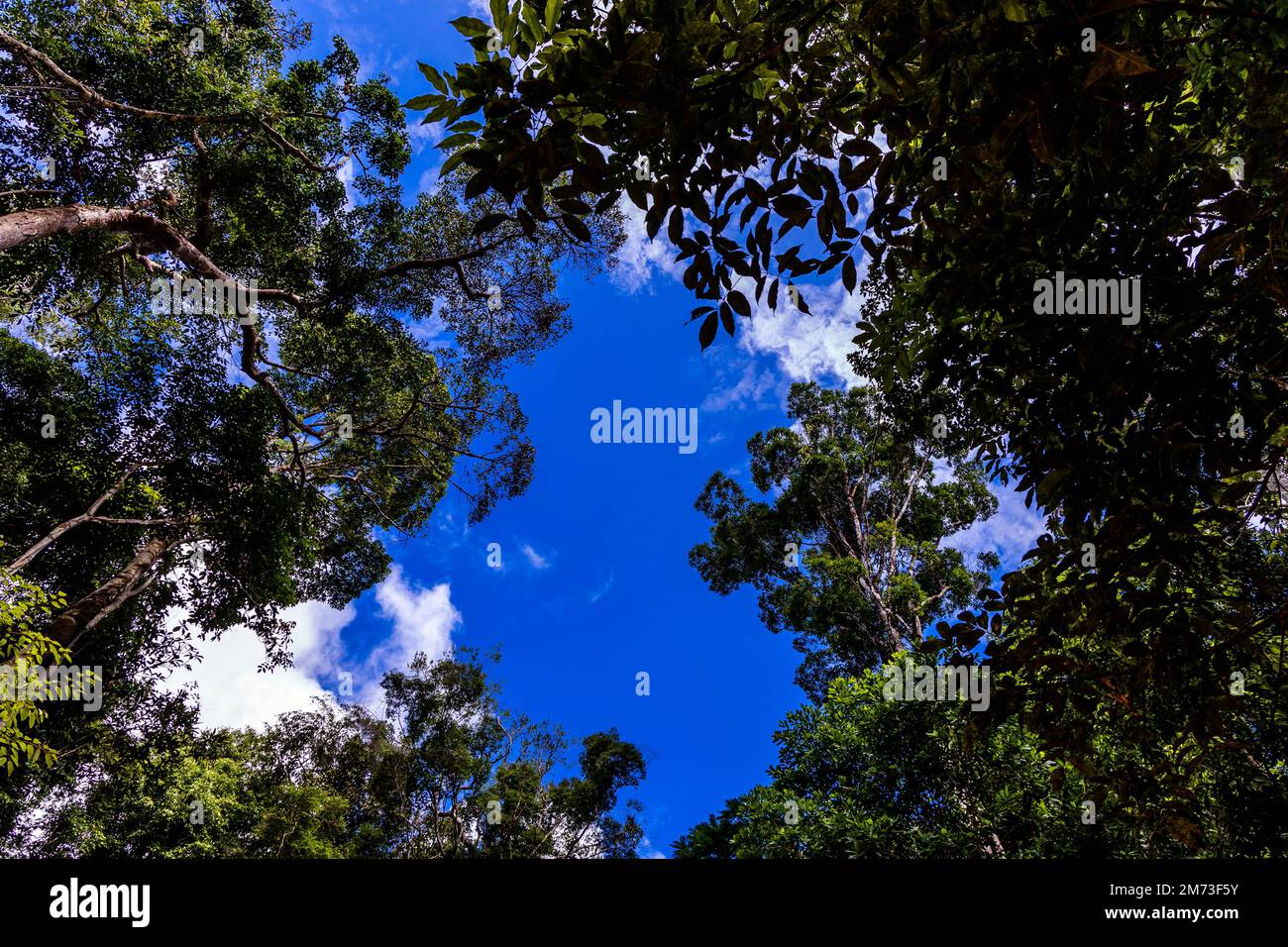 Manaus, Brazil. 02nd Jan, 2023. Trees standing in the Amazon rainforest
