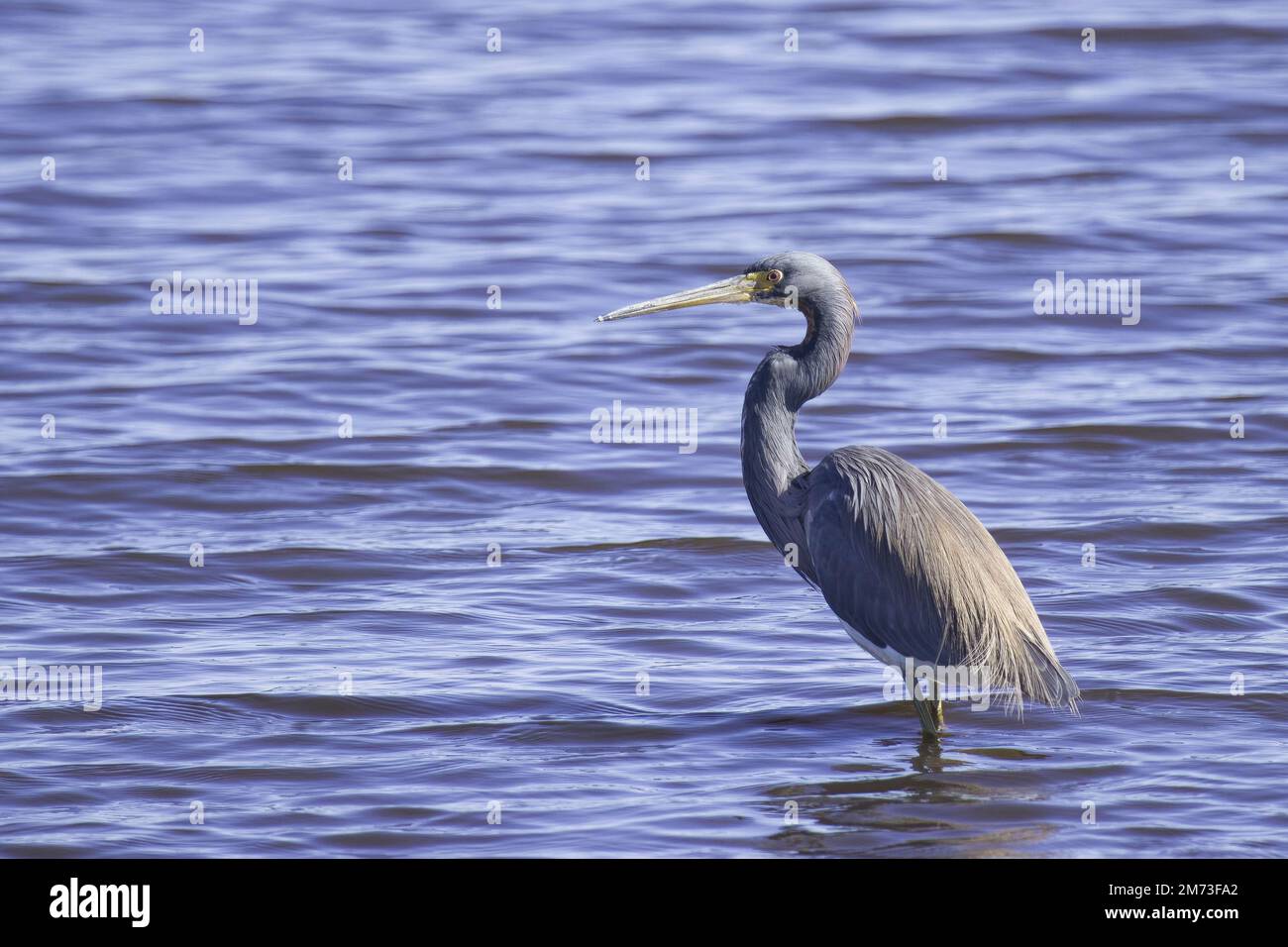 Tricolored Heron in side profile stands in clear blue water of a Florida lake showing blue grey mauve feathers plumage long curved neck and beak bill Stock Photo