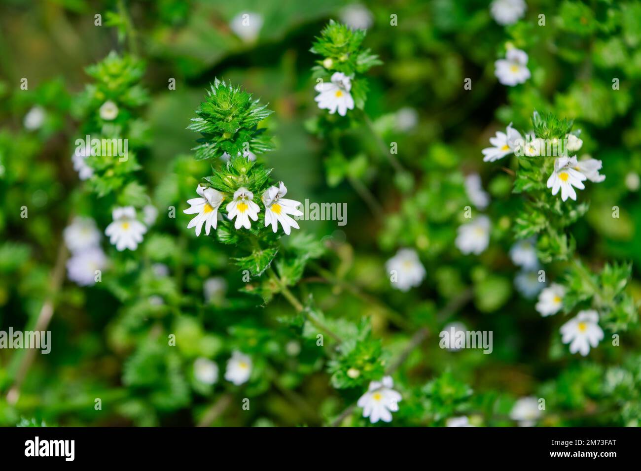 Close up of flowers of Eyebright euphrasia officinalis in summer. Stock Photo