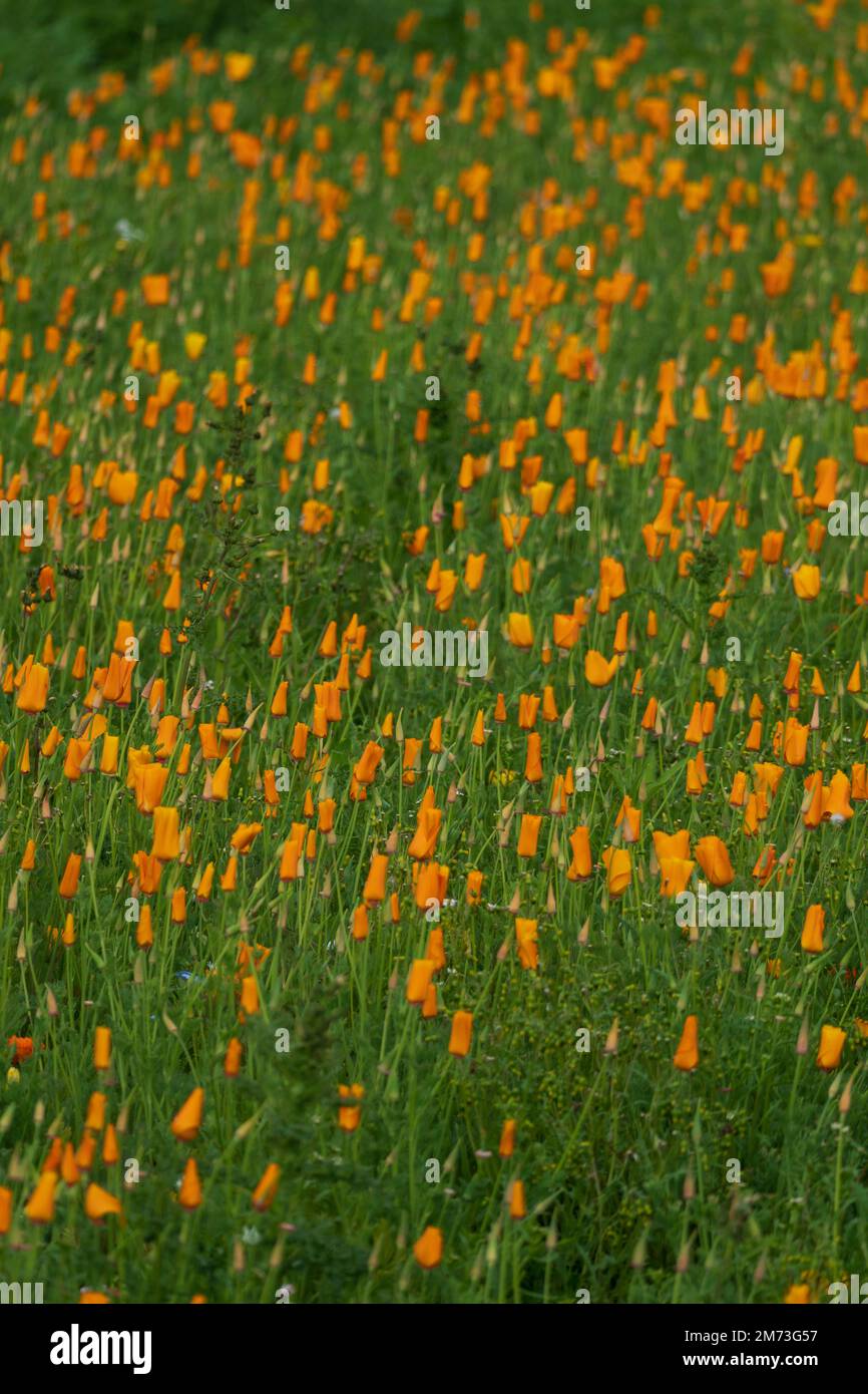 Unused ground planted with wild flowers in a trial at Kelso, Scotland Stock Photo