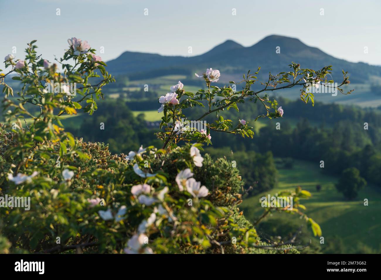 The wild rose of Scotland, or eglantine, in the foreground of Scott's View of the Eildon Hills near Melrose, Scottish Borders, in June Stock Photo