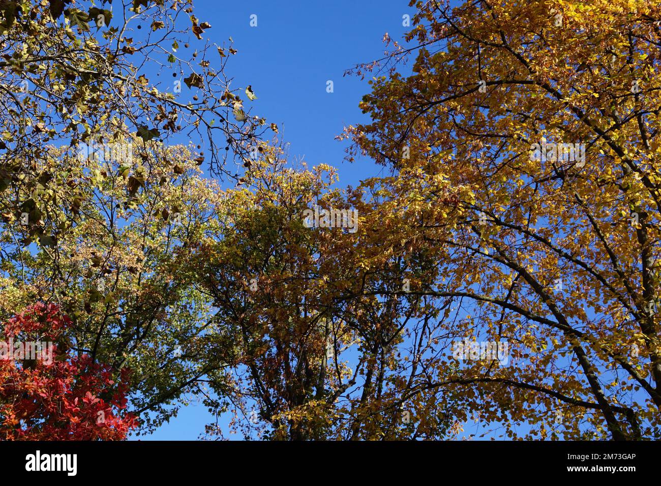 Brown fall colors hi-res stock photography and images - Alamy