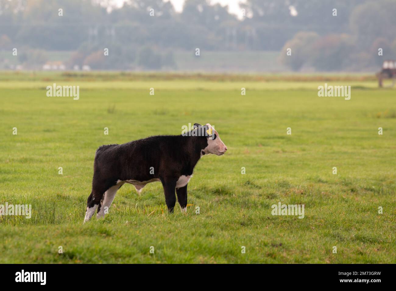 A black and white cow in a green field Stock Photo - Alamy