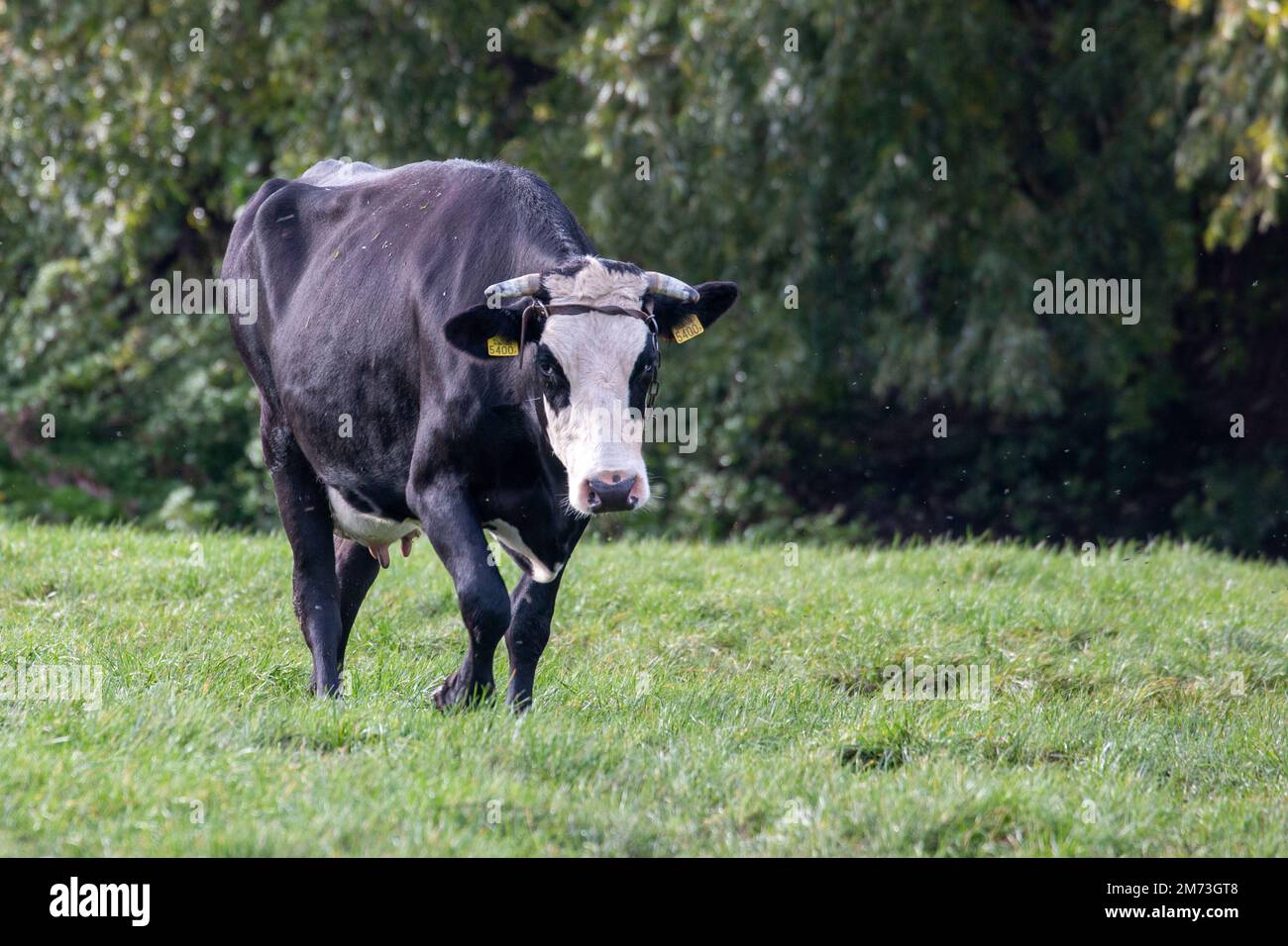A black and white cow in a green field Stock Photo - Alamy