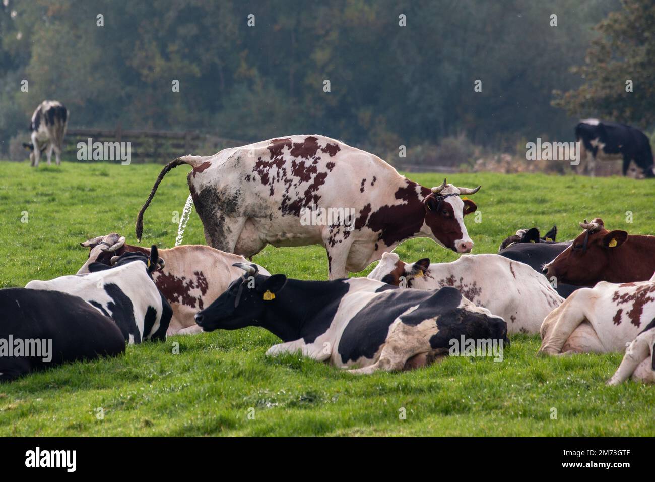 A beautiful view of cows in a green field Stock Photo - Alamy
