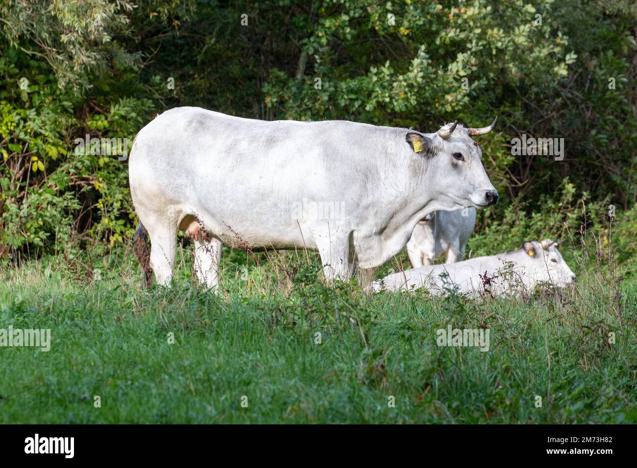 A cow with its calf in the field Stock Photo - Alamy