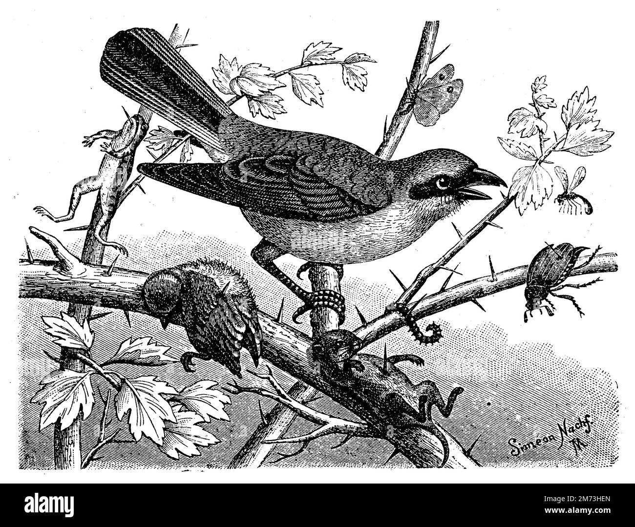 Red-backed Shrike, Lanius collurio, Simeon Nachf. (schoolbook, 1908), Neuntöter, Maikäfer, Vogel und Maus aufgespießt, Pie-grièche écorcheur, hanneton, oiseau et souris embrochés Stock Photo