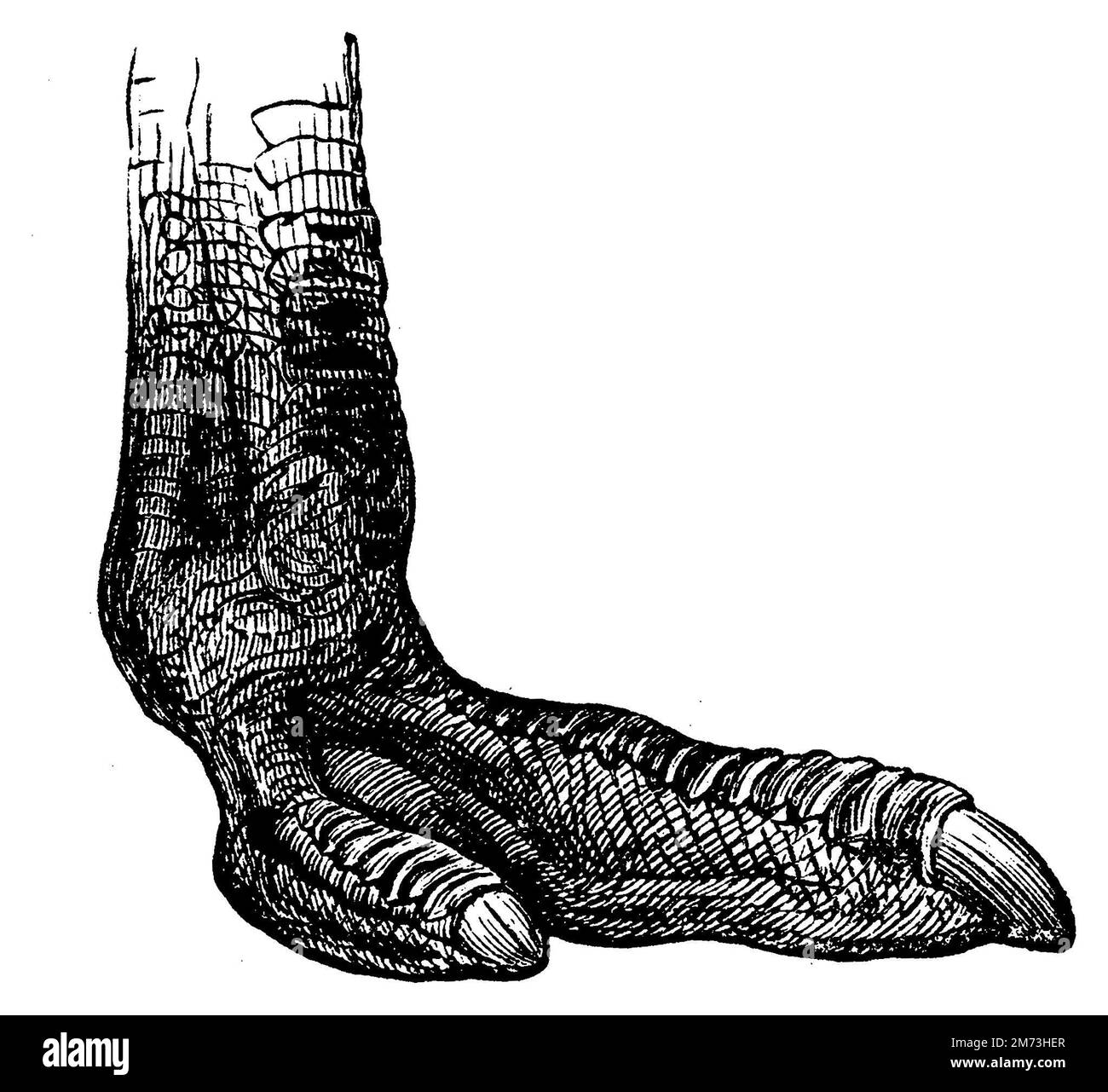 ostrich or common ostrich, foot, Struthio camelus, (, ), Afrikanischer ...
