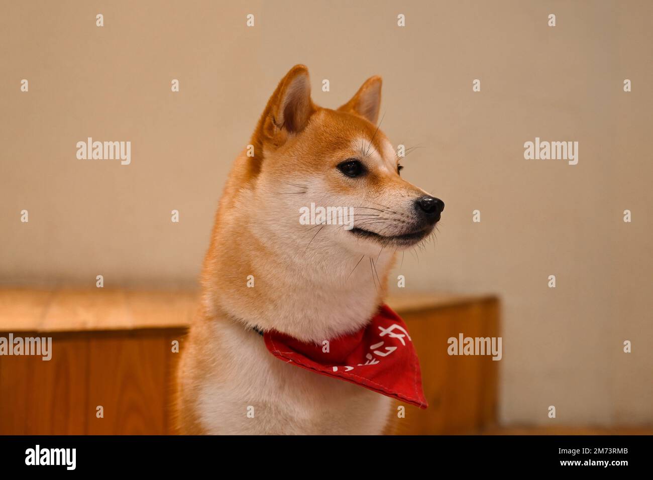The portrait of adorable Shiba Inu dog with red bandana around the neck Stock Photo