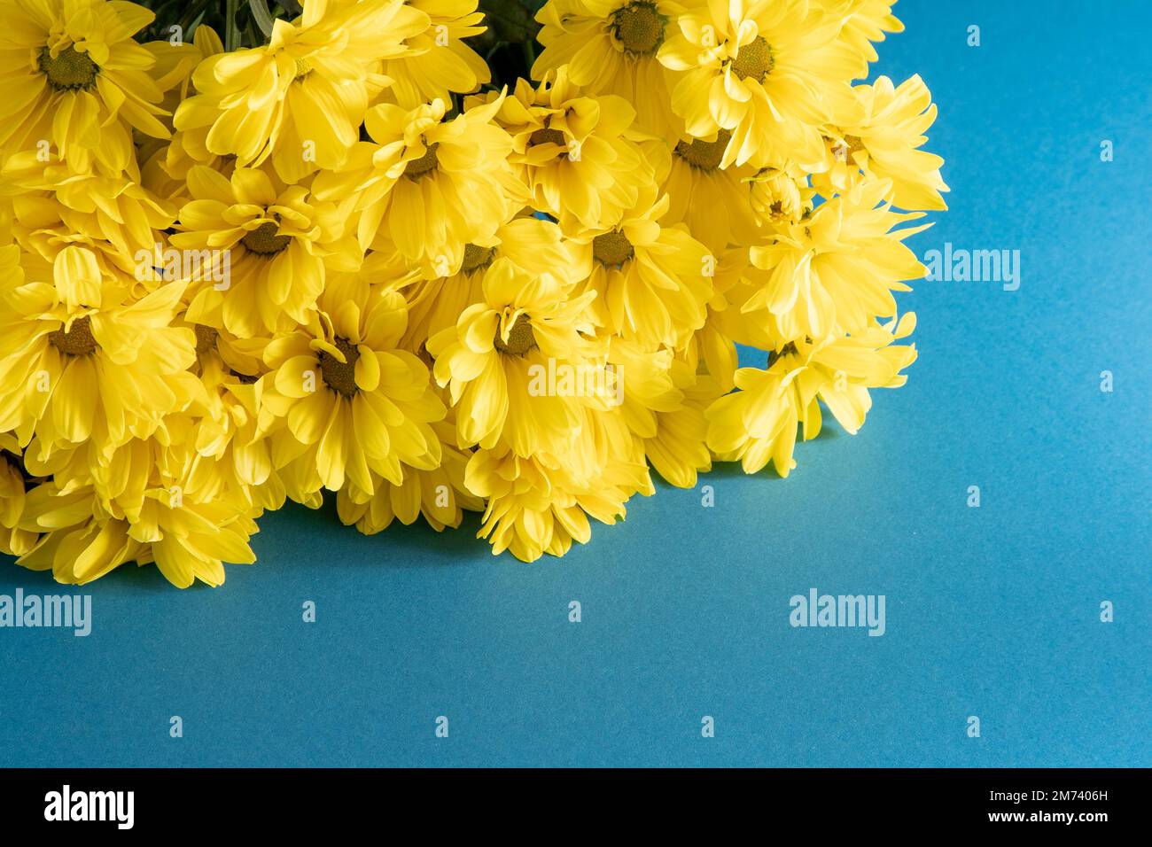 Yellow chrysanthemum flowers. Flower close-up. Floral flowers on blue background. Stock Photo
