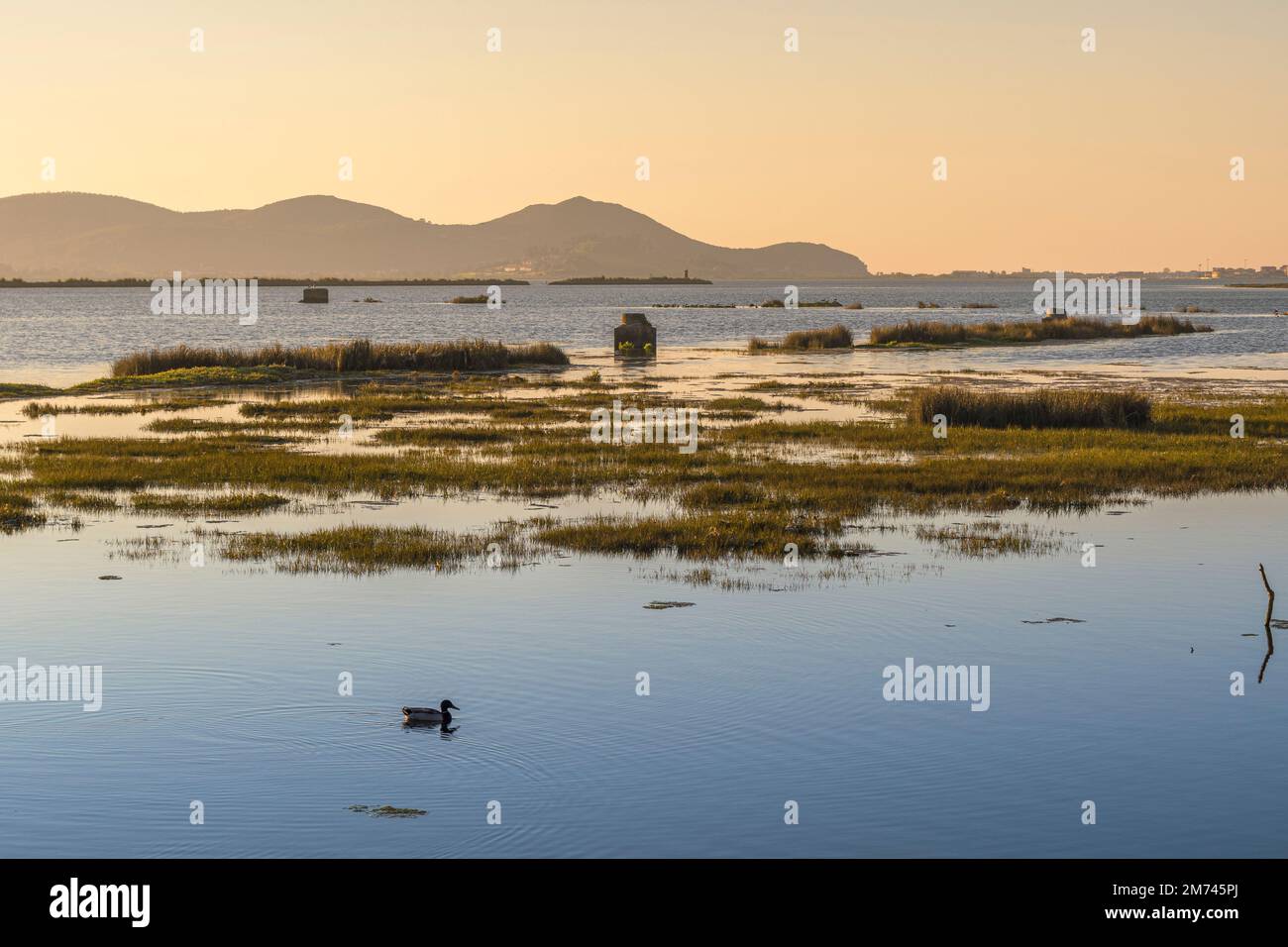 Swamp of the Asón river estuary with a duck and the town of Treto in the background in Colindres, Cantabria, Spain, Europe Stock Photo