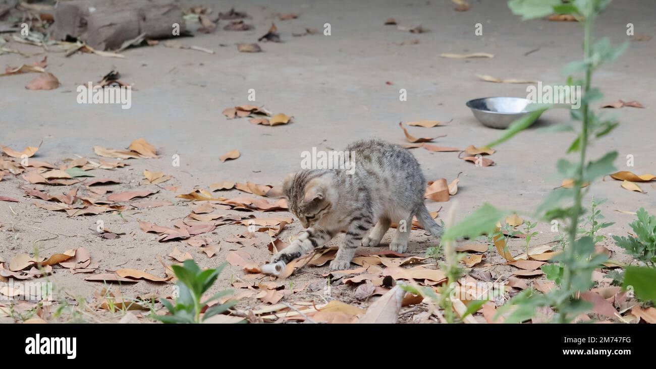 Cats Falling From Tree