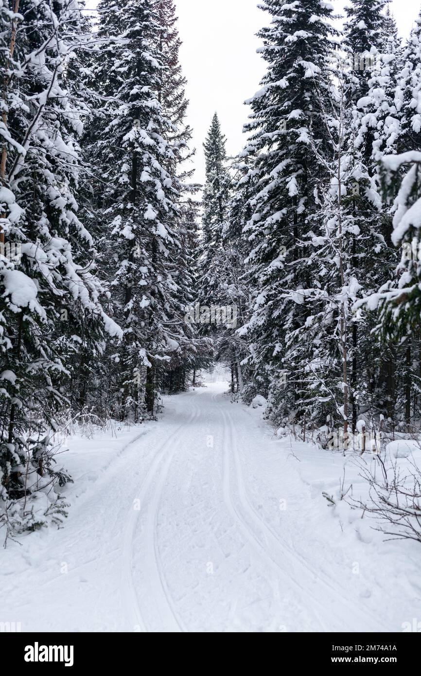 Winter road in a snowy forest, tall trees along the road. Beautiful ...