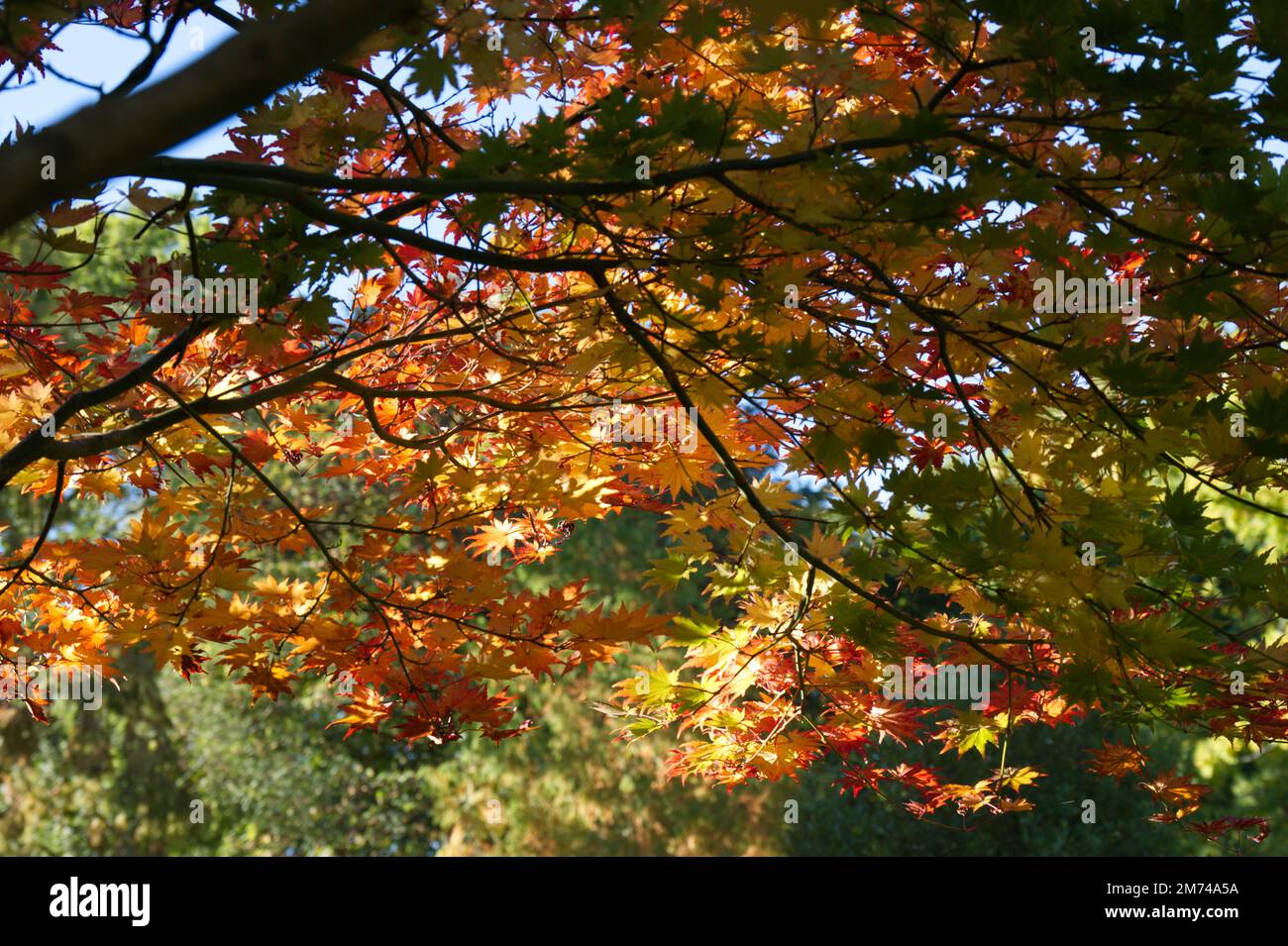 Autumn foliage of acer sieboldianum in UK garden October Stock Photo