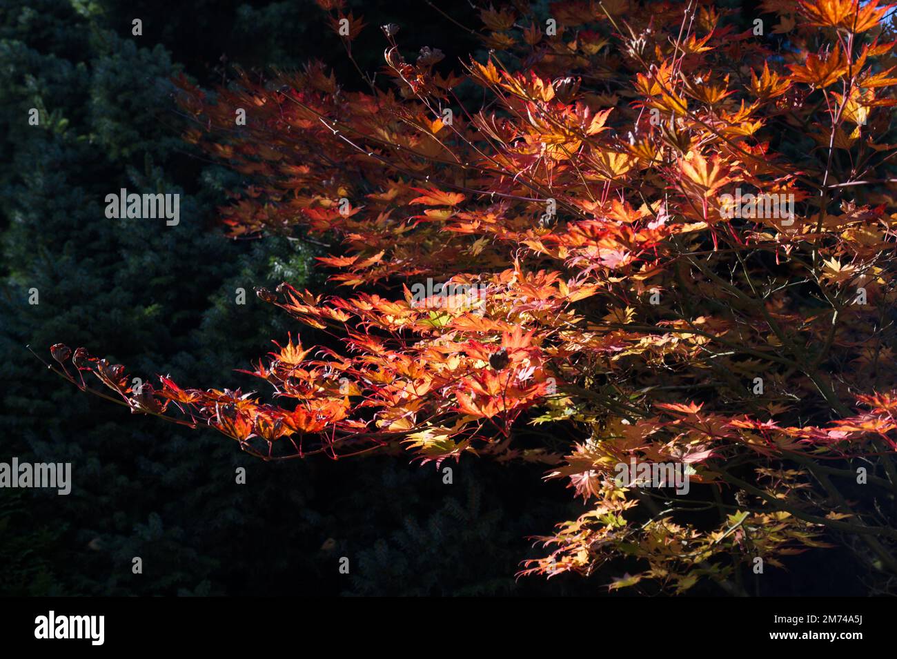 Autumn foliage of acer sieboldianum in UK garden October Stock Photo