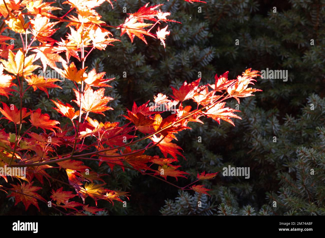 Autumn foliage of acer sieboldianum in UK garden October Stock Photo