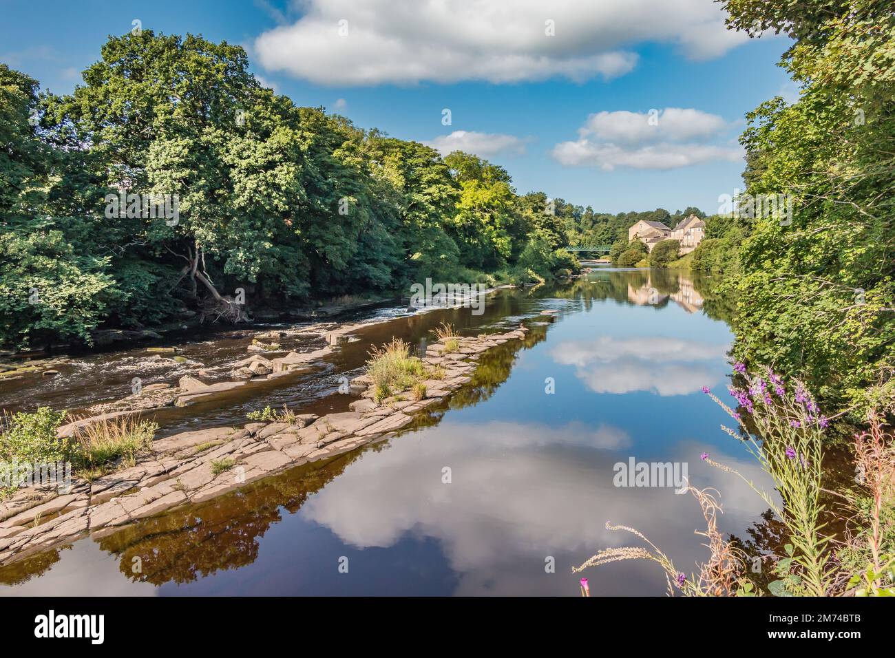 A fine summer morning on a calm River Tees at Barnard Castle looking ...