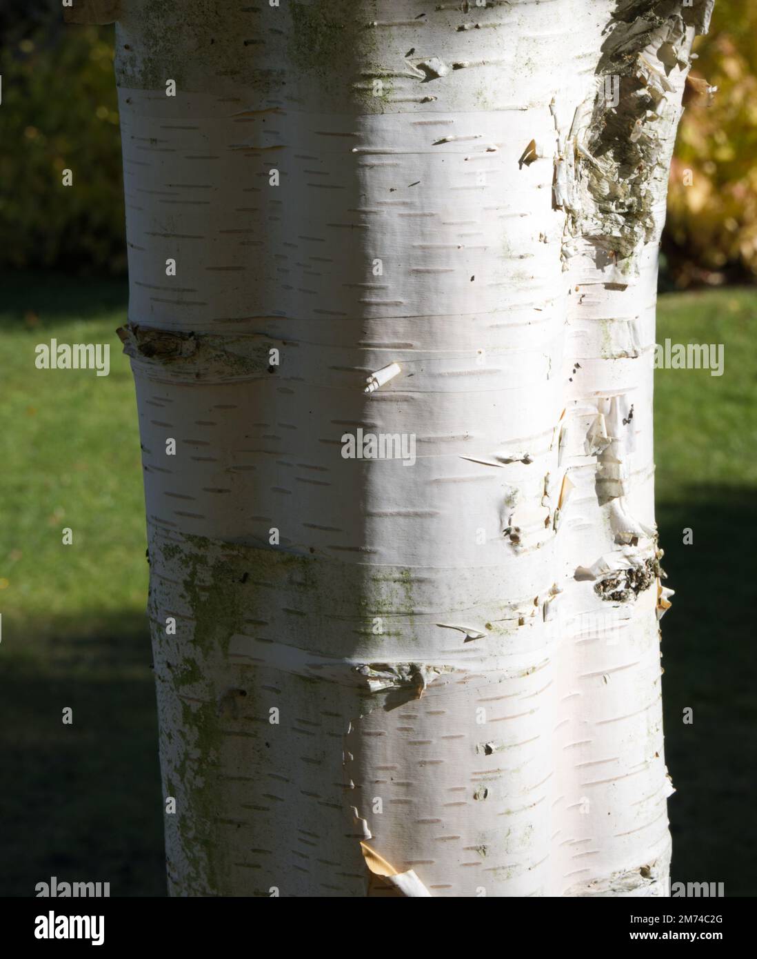 white bark of Himilayan birch / silver birch / Betula utilis var Jacquemontiii in UK garden October Stock Photo