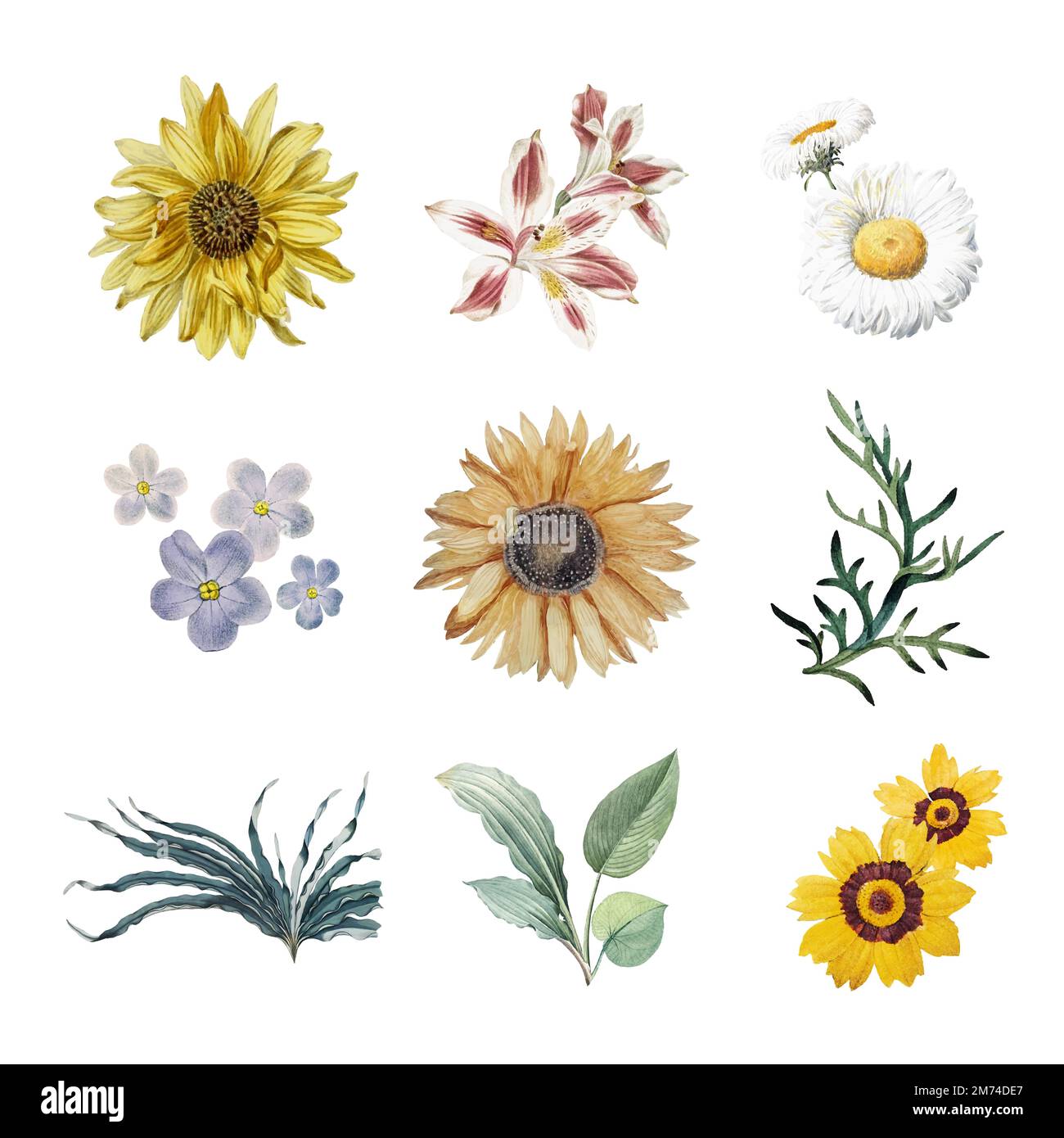 Beautifully illustrated collection hi-res stock photography and images ...