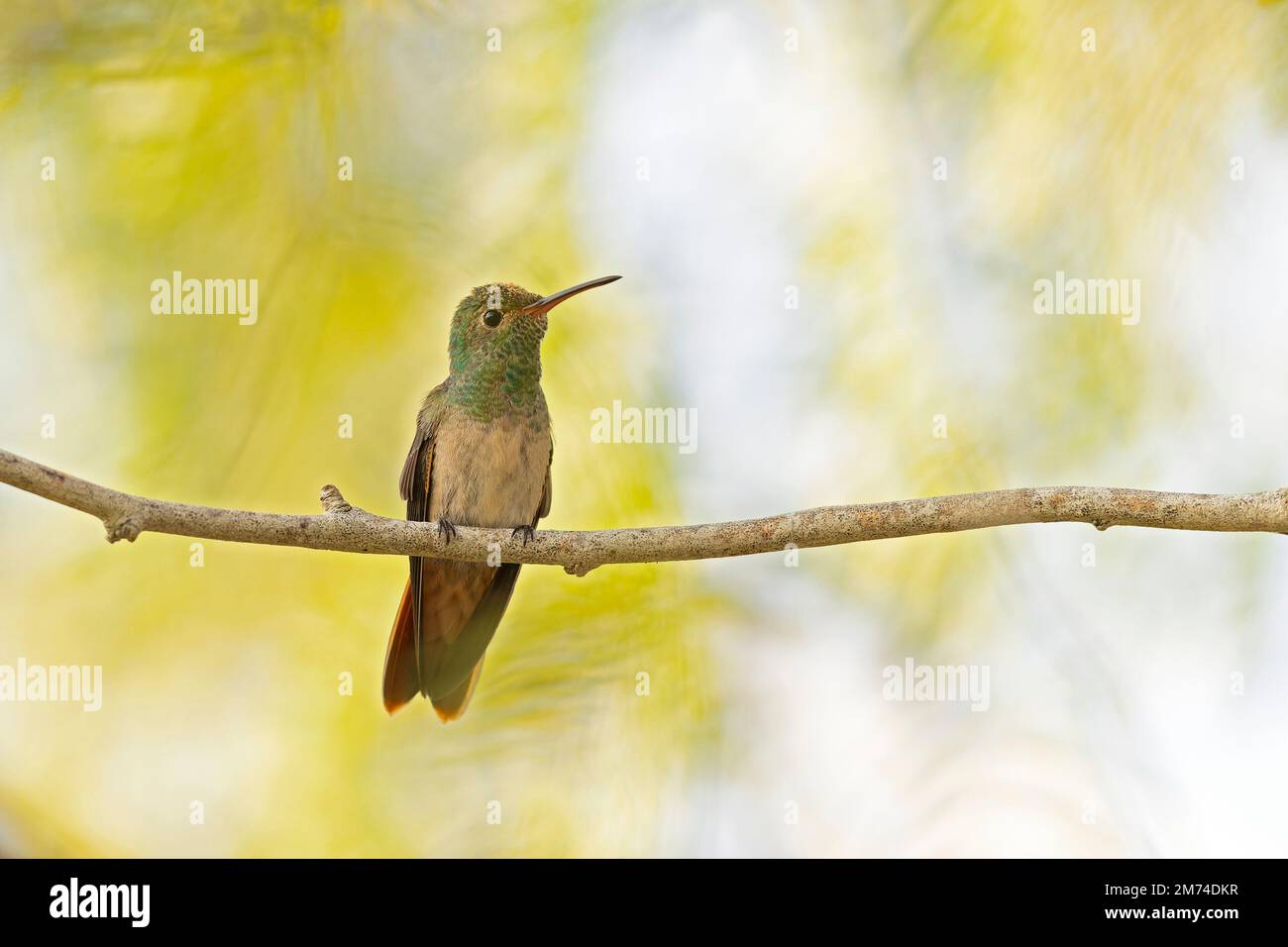 A buff-bellied hummingbird (Amazilia yucatanensis) perched on a branch resting. Stock Photo