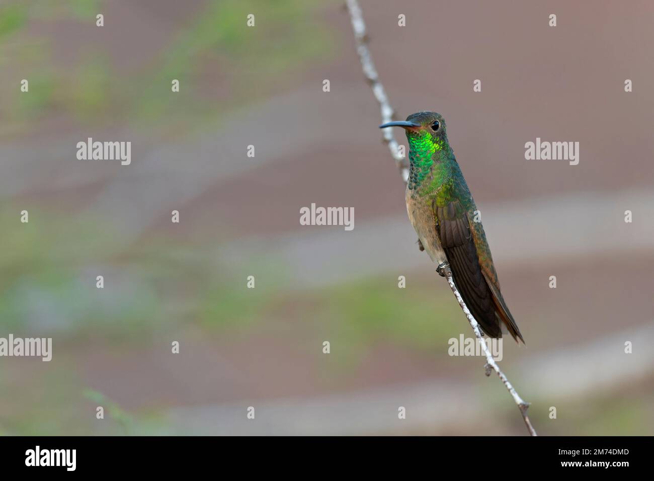 A buff-bellied hummingbird (Amazilia yucatanensis) perched on a branch resting. Stock Photo