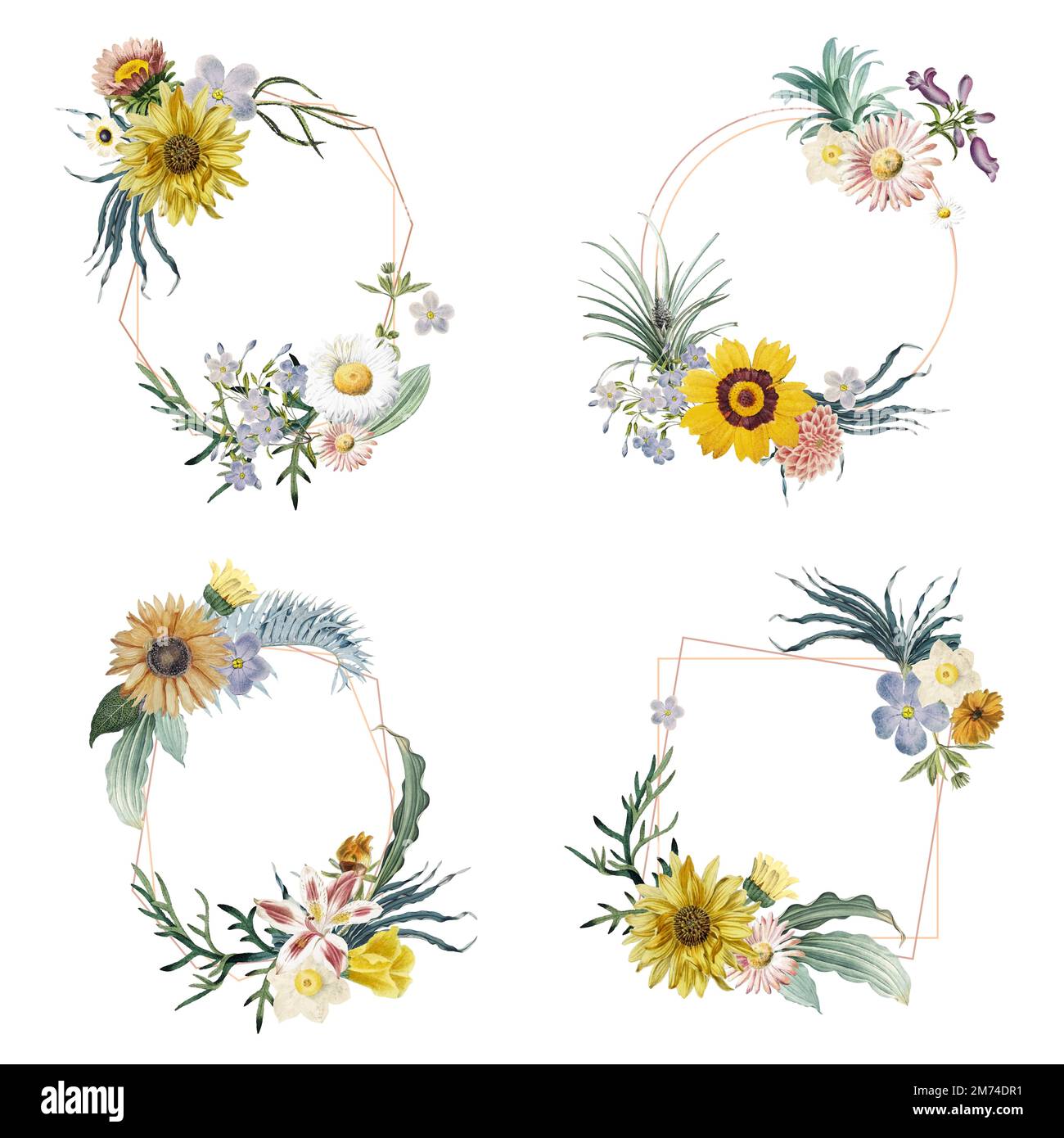 Coreopsis flower vector vectors hi-res stock photography and images - Alamy