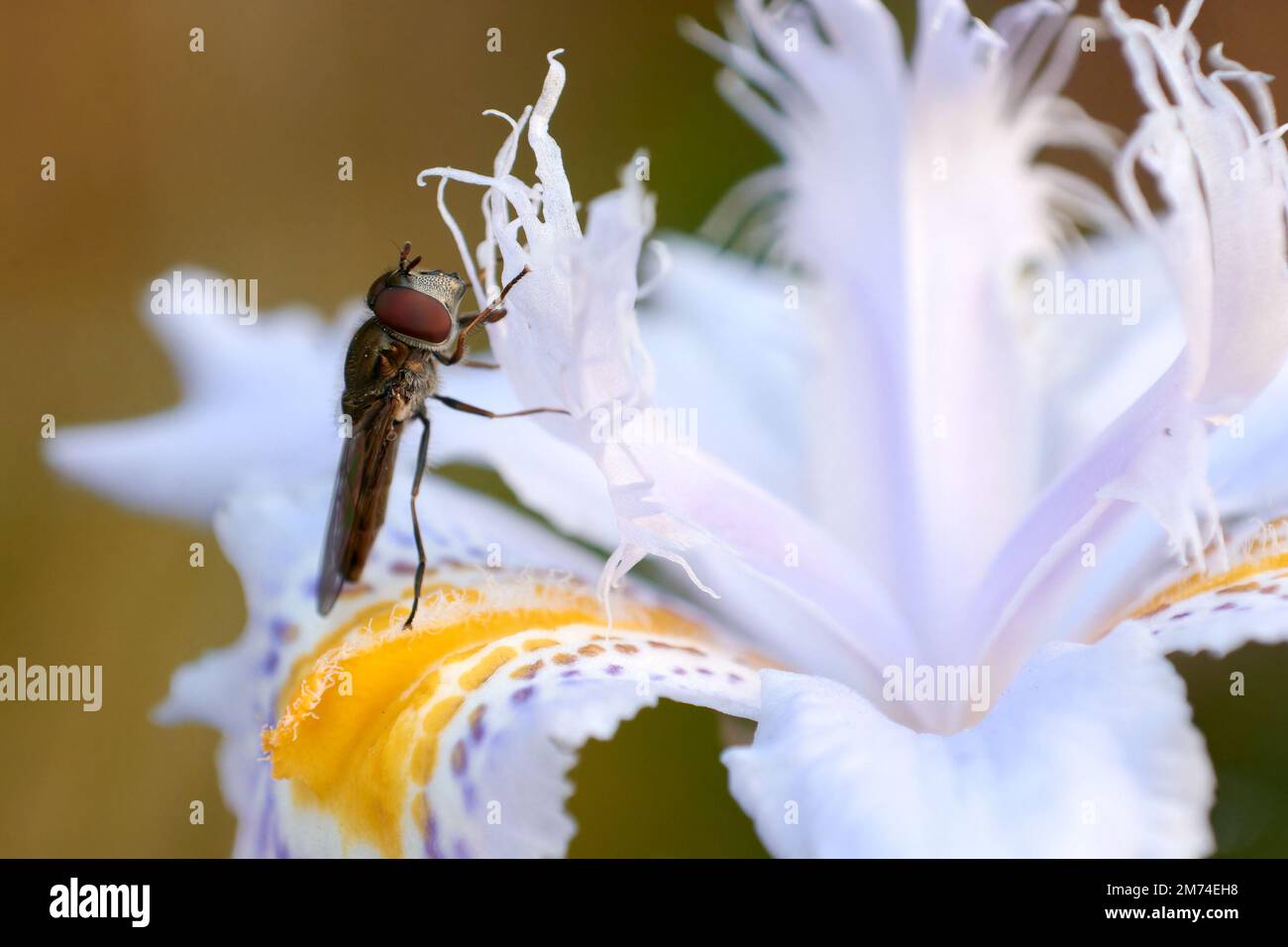 Macro shot of hover fly standing on lily flower petal. Stock Photo