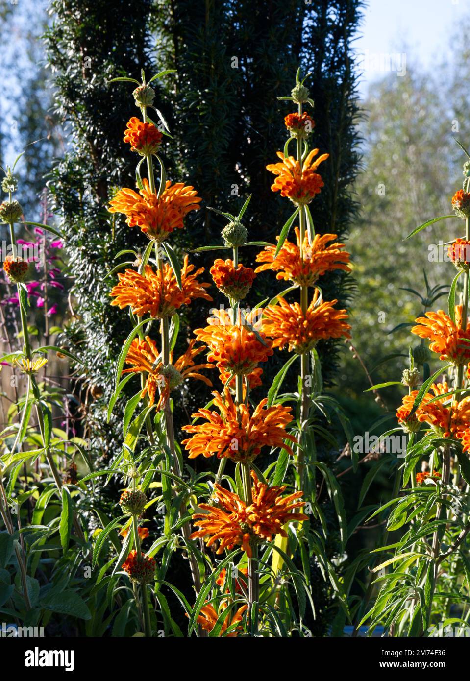 Orange autumn flowers of lion's tail flower leonotis leonurus in UK garden October Stock Photo