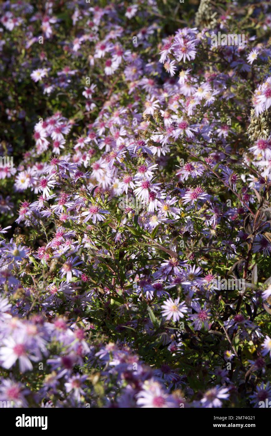 pink autumn flowers of Aster / Michaelmas daisy / Symphyotrichum Coombe Fishacre in UK garden October Stock Photo