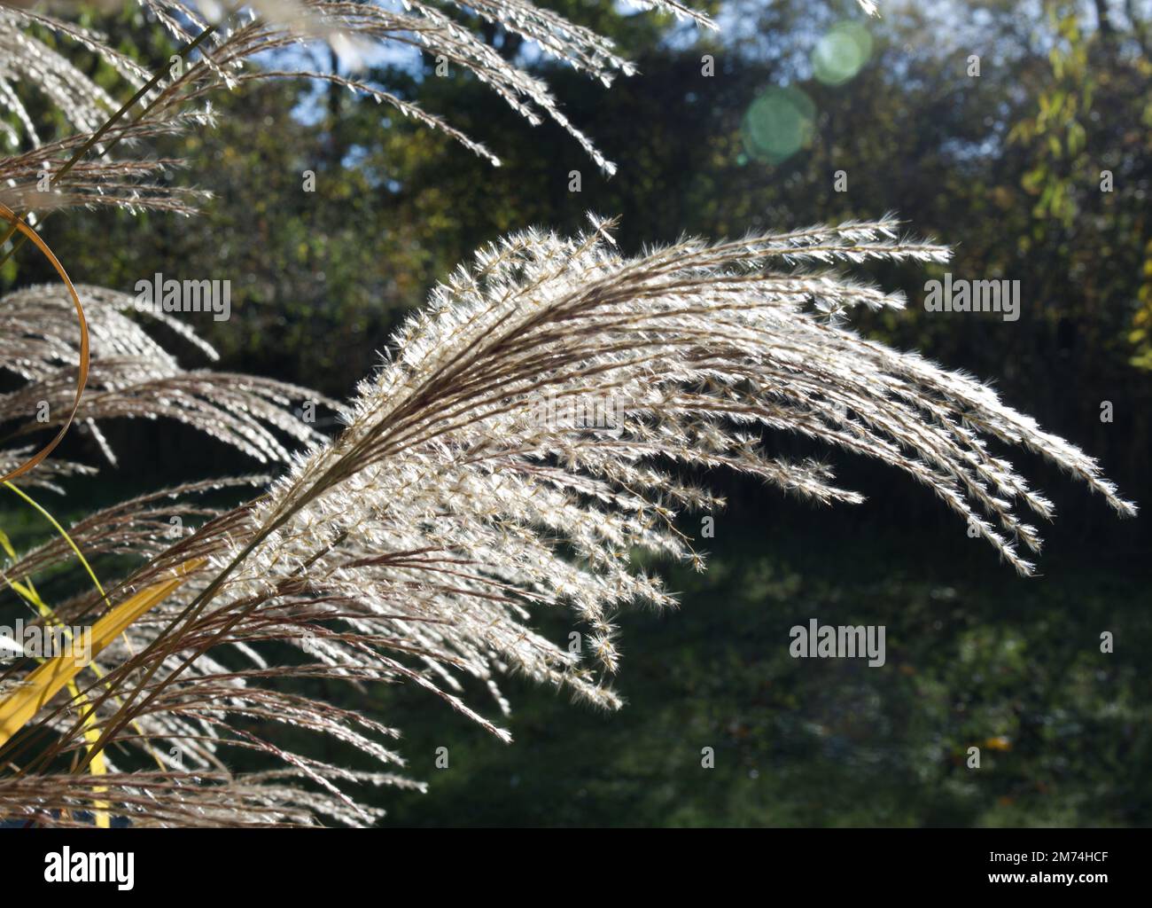 Ornamental grass Miscanthus sinensis Blutenwunder in flower autumn