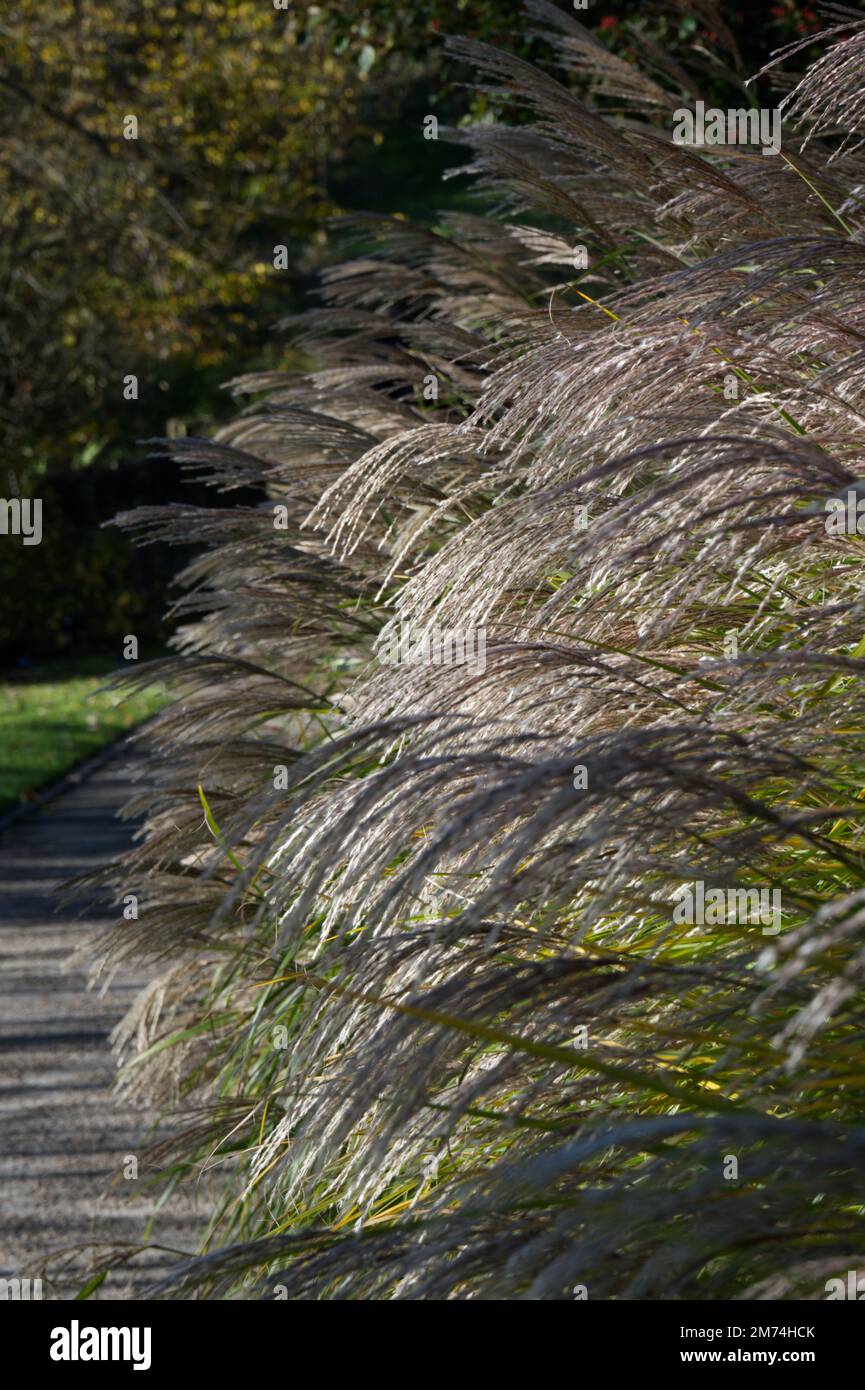 Ornamental grass Miscanthus sinensis Blutenwunder in flower autumn