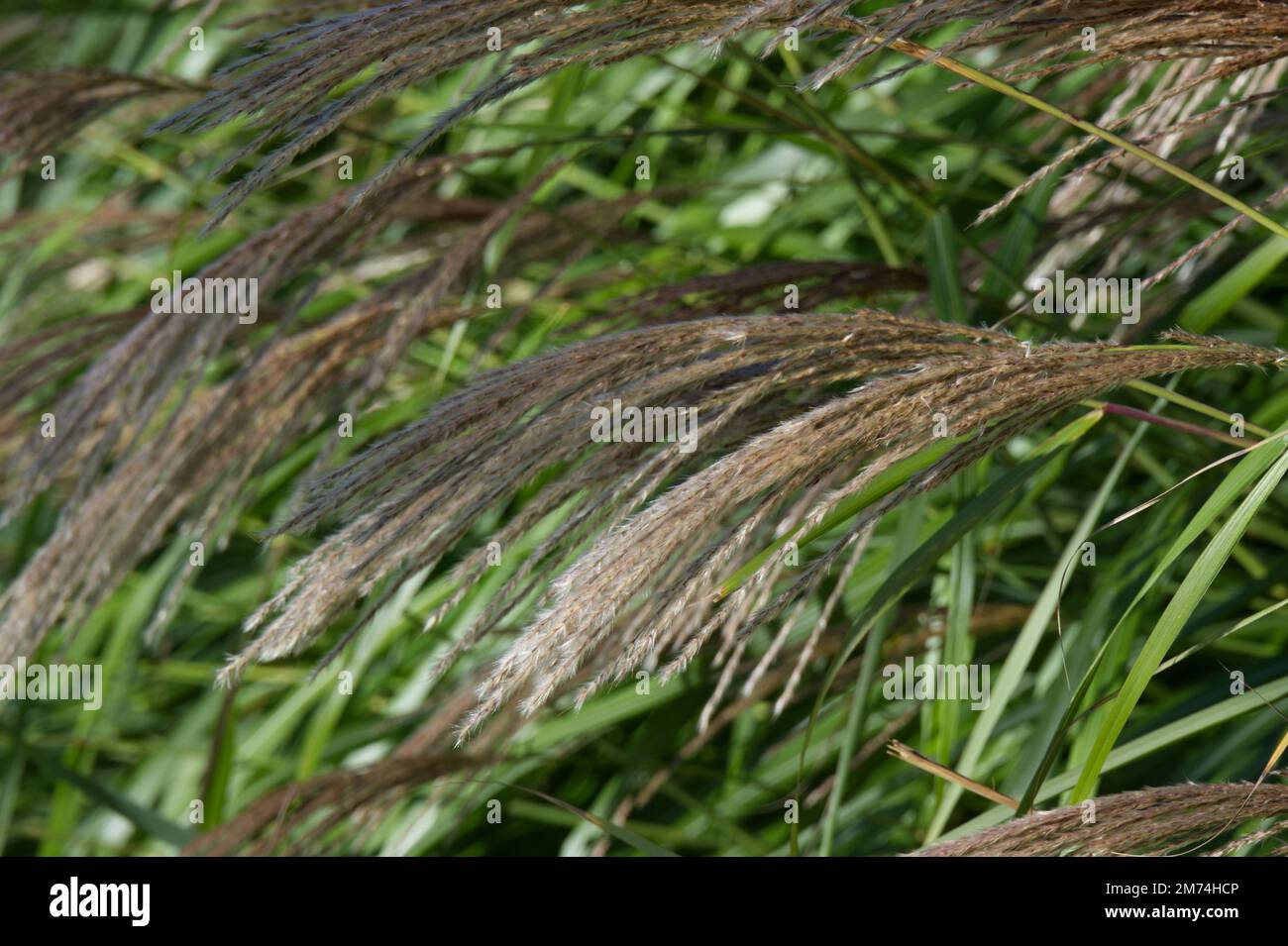 Ornamental grass Miscanthus sinensis Blutenwunder in flower autumn
