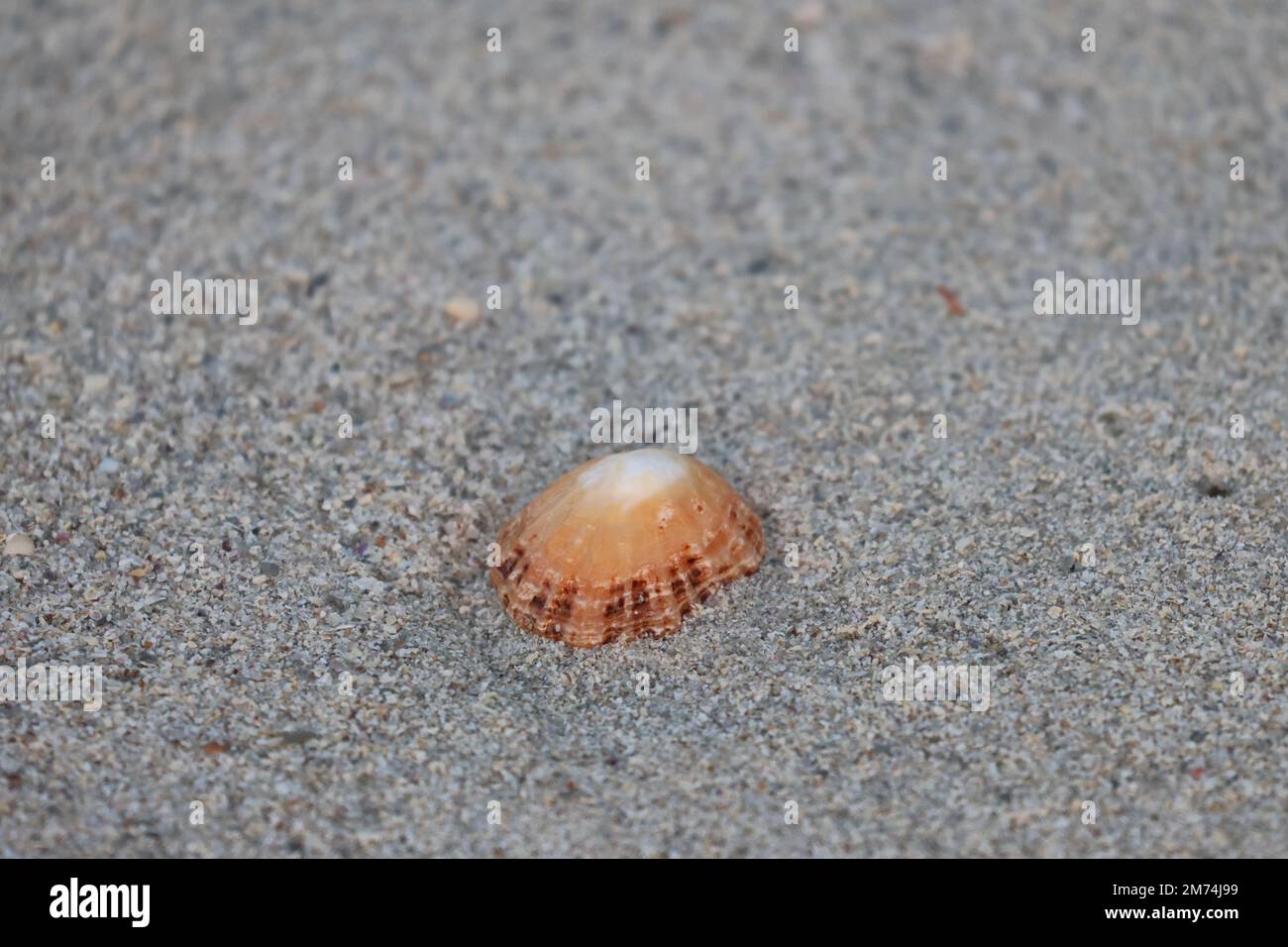 sea shell Stock Photo