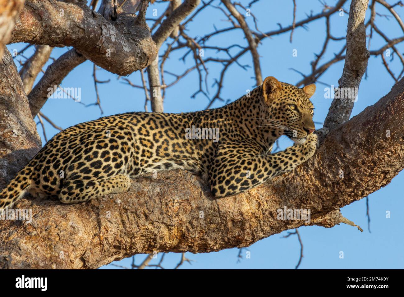 African leopard lying on a branch Stock Photo